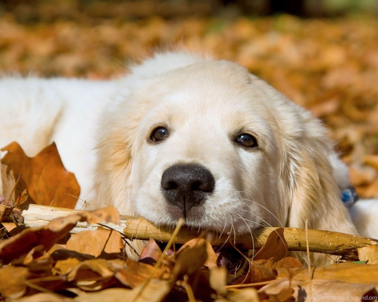 Golden Retriever Pup The Dog Wallpaper .desktopbackground.org
