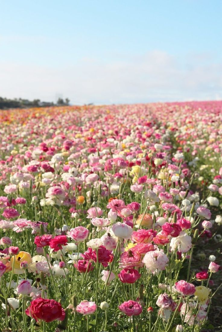Carlsbad flower fields, Flowers nature .ar.com