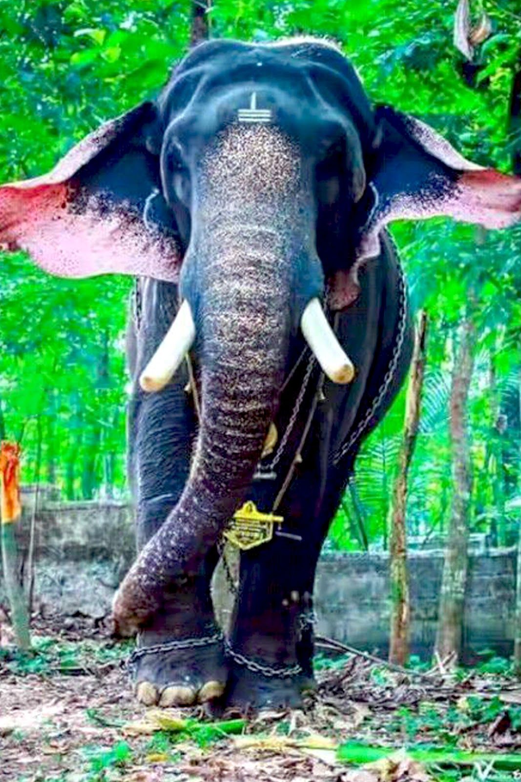 Thrikkadavoor Sivaraju Wallpapers - Wallpaper Cave Thrikkadavoor Sivaraju Wallpapers - Wallpaper Cave
