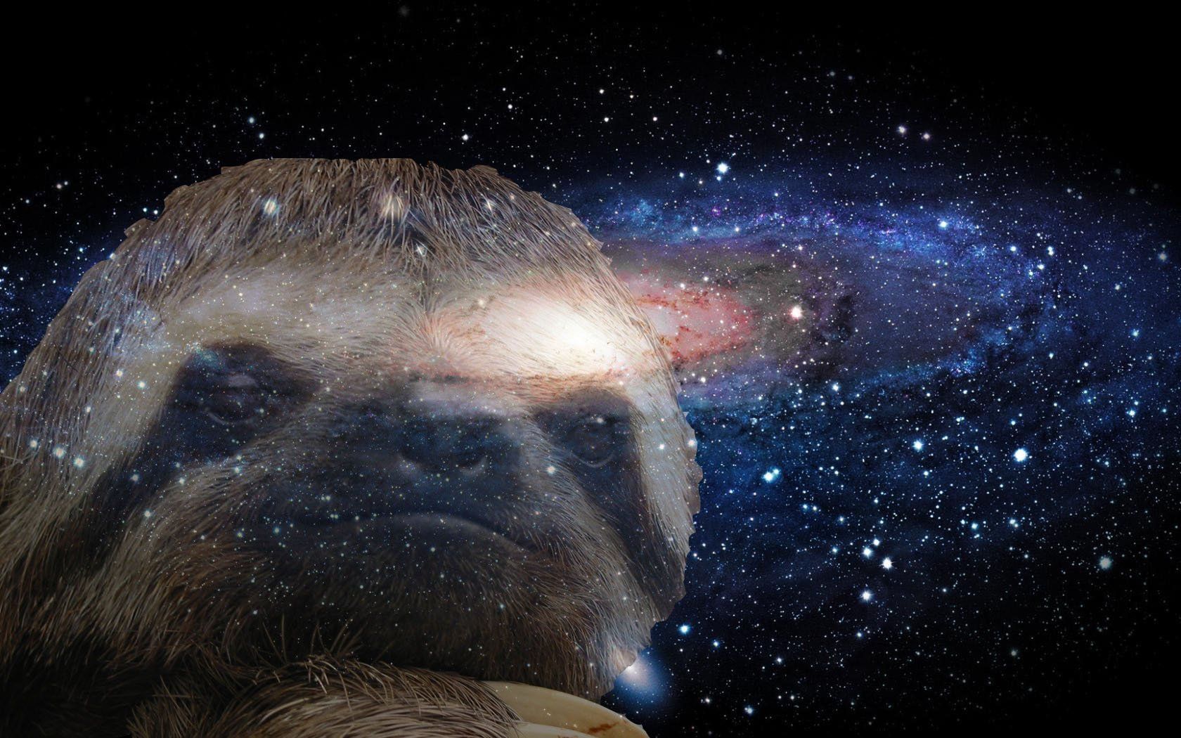 Baby Sloth Wallpaper, Sloth Desktop .wallpaperafari.com