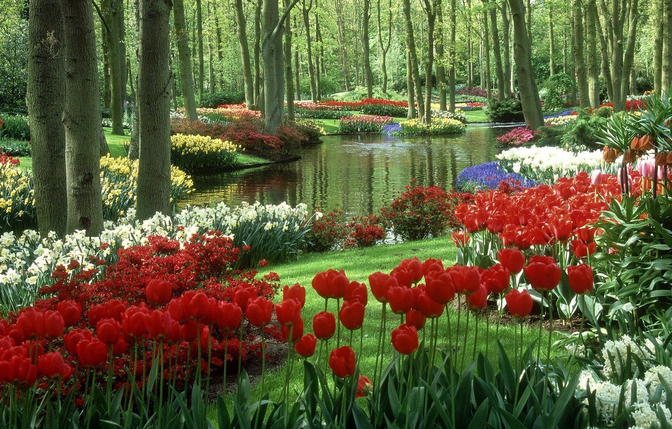 Wallpaper tulips, Netherlands, pond .goodfon.com