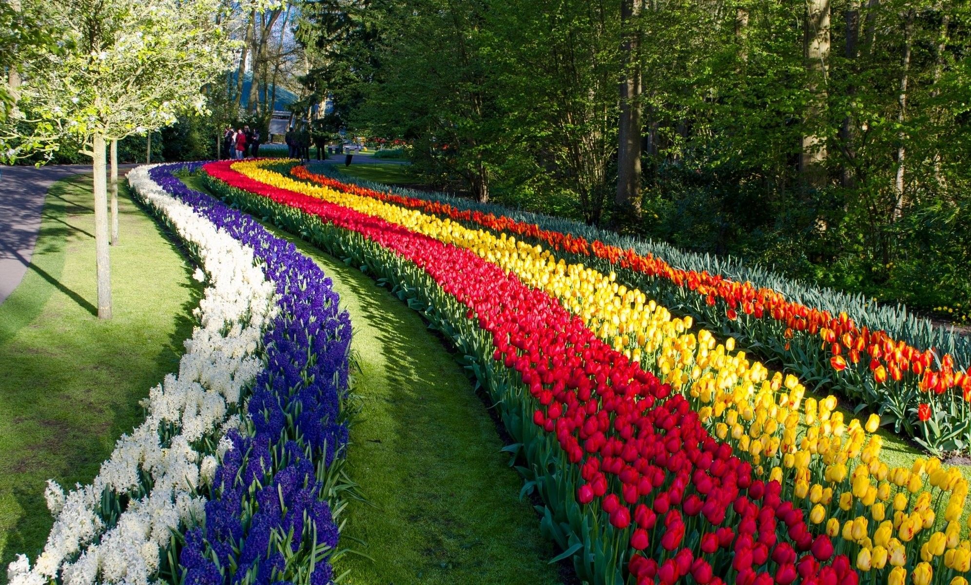 Park Keukenhof, Amazing, Lisse .thewallpaper.co