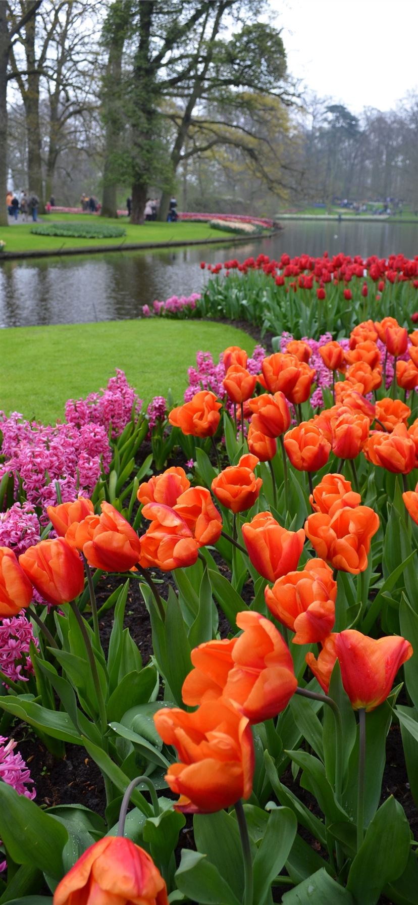 Keukenhof Gardens 2012 iPhone 11 .ilikewallpaper.net