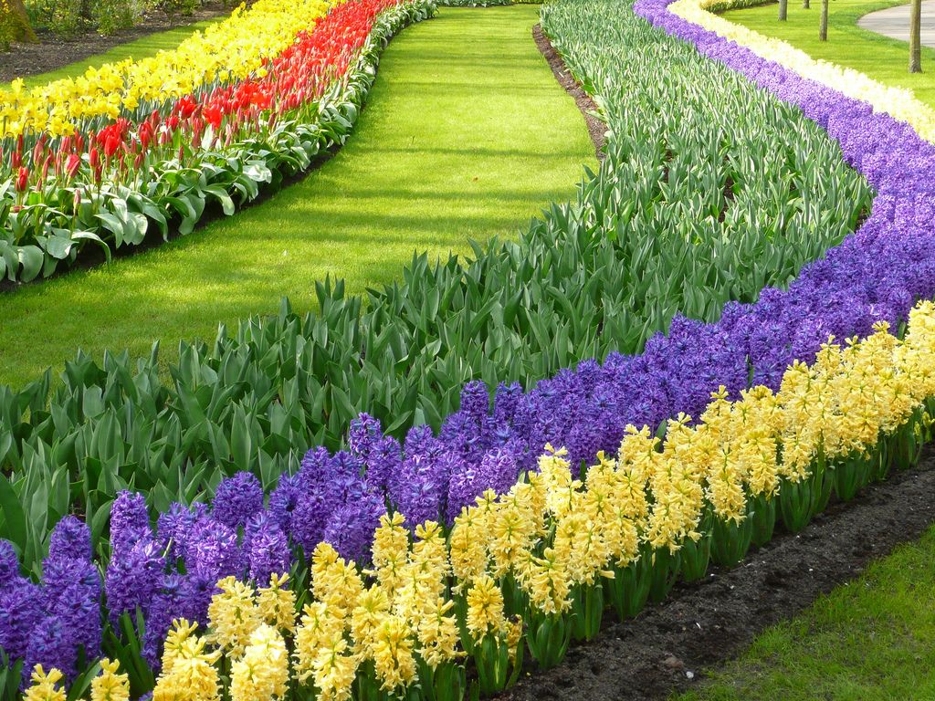 The World's Largest Flower Garden .gardenvarietynews.wordpress.com