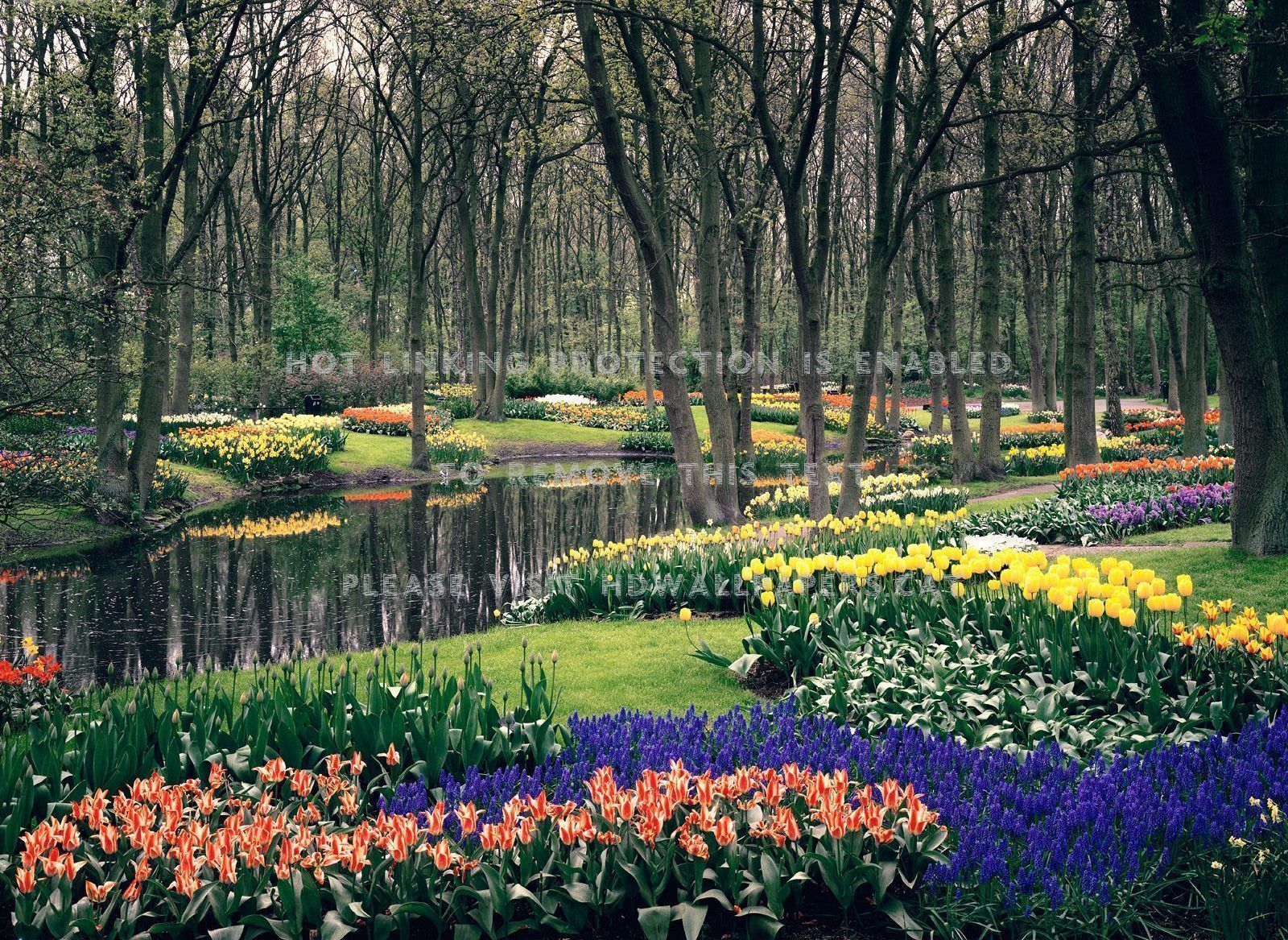 keukenhof gardens lisse the netherlands redhdwallpaper.cat