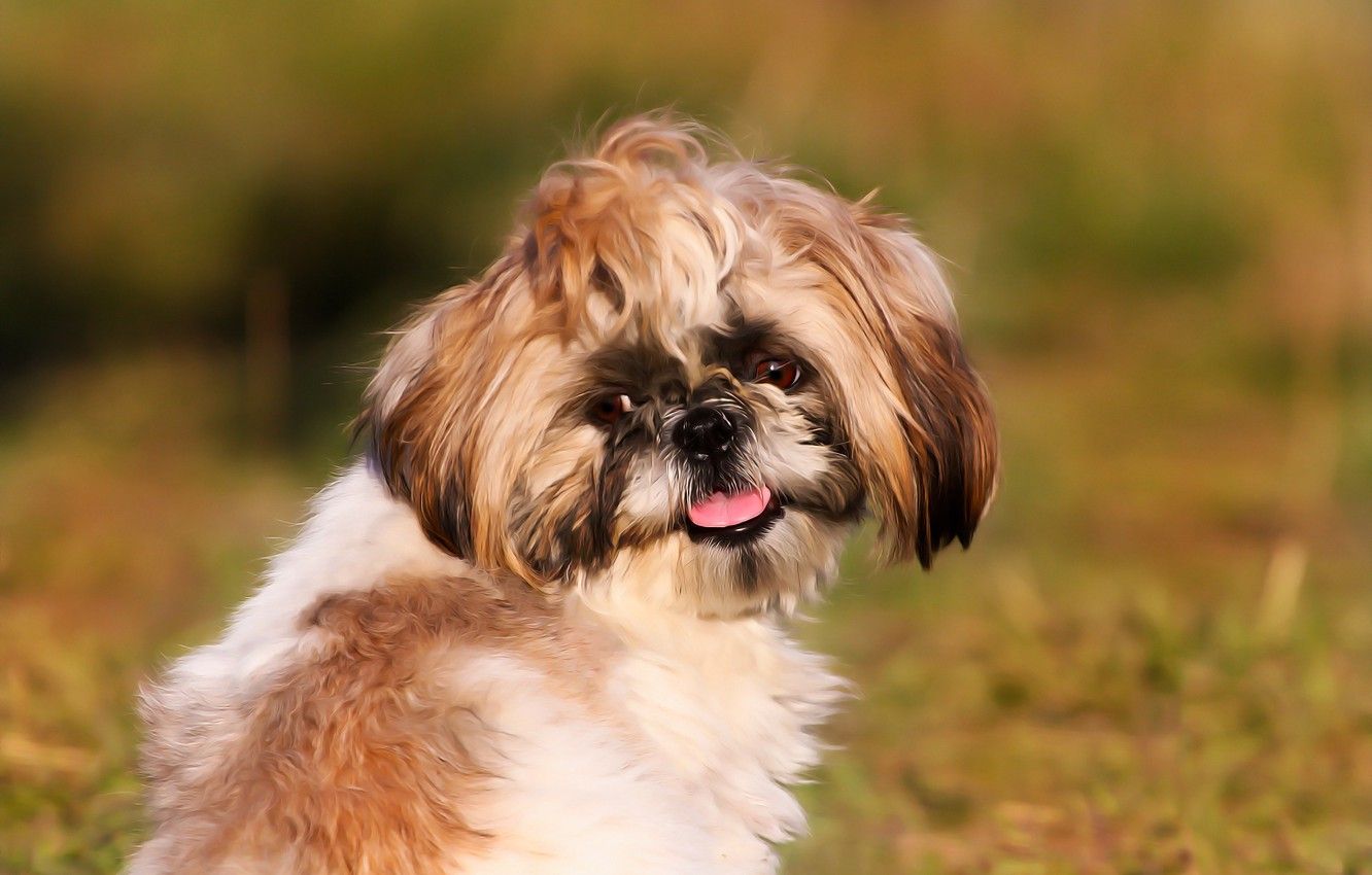 Shih Tzu Dogs Wallpapers - Wallpaper Cave