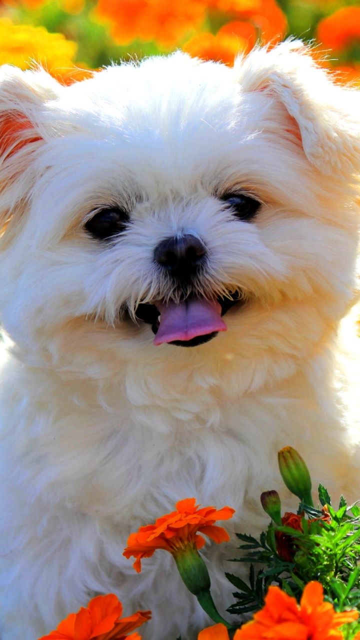 Shih Tzu Puppies Wallpaper