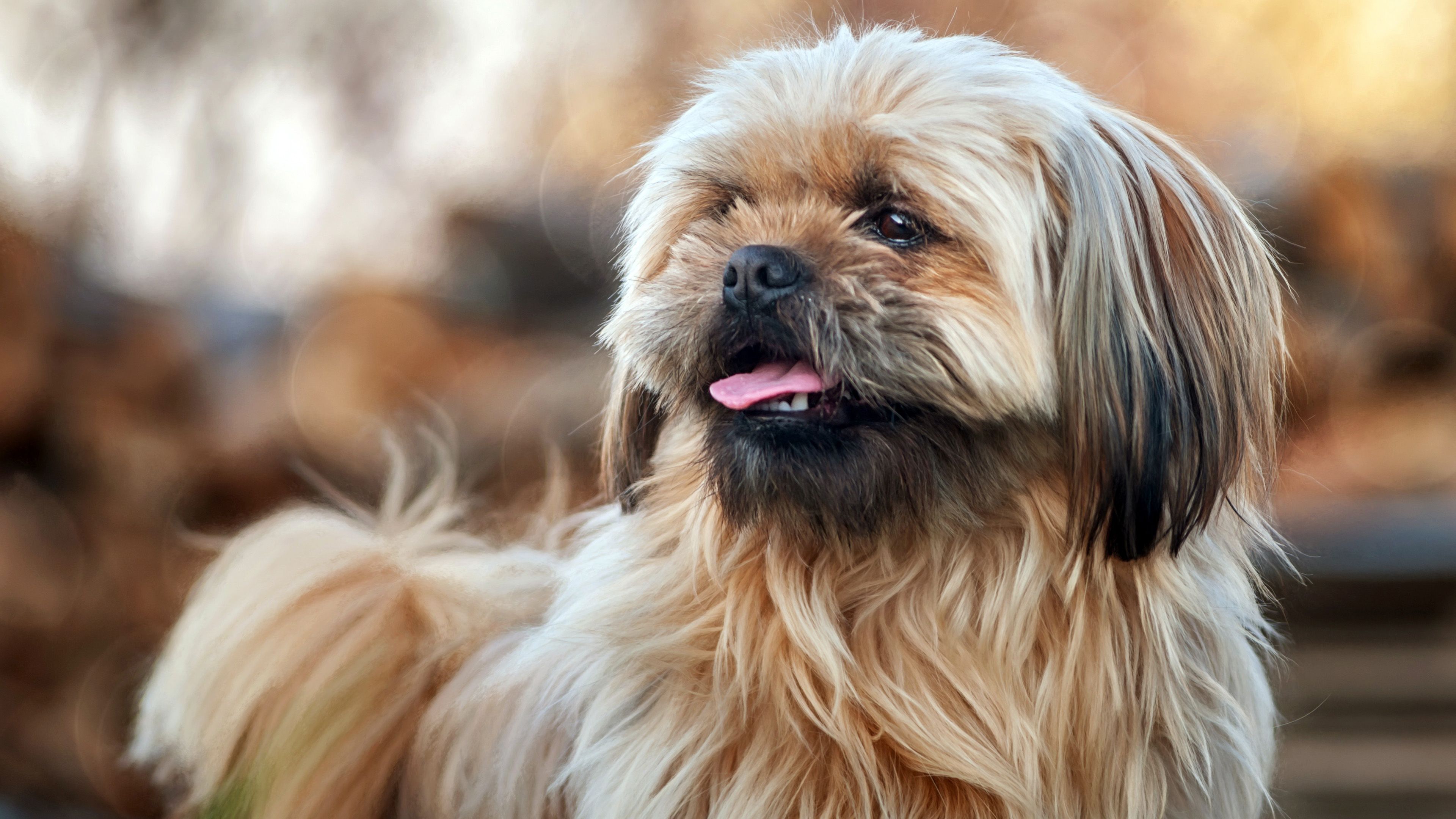 Animal Shih Tzu 4K HD Wallpaper. HD .hdwallpaper.in