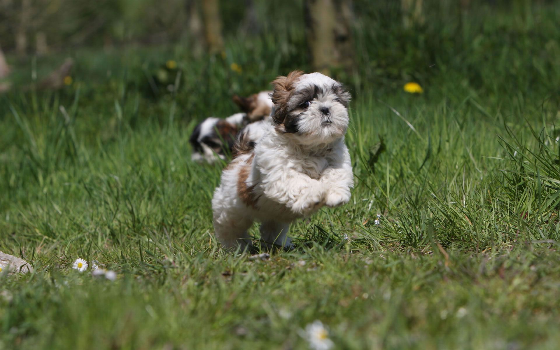 Shih Tzu Wallpaper, Shih Tzu Puppy .hipwallpaper.com