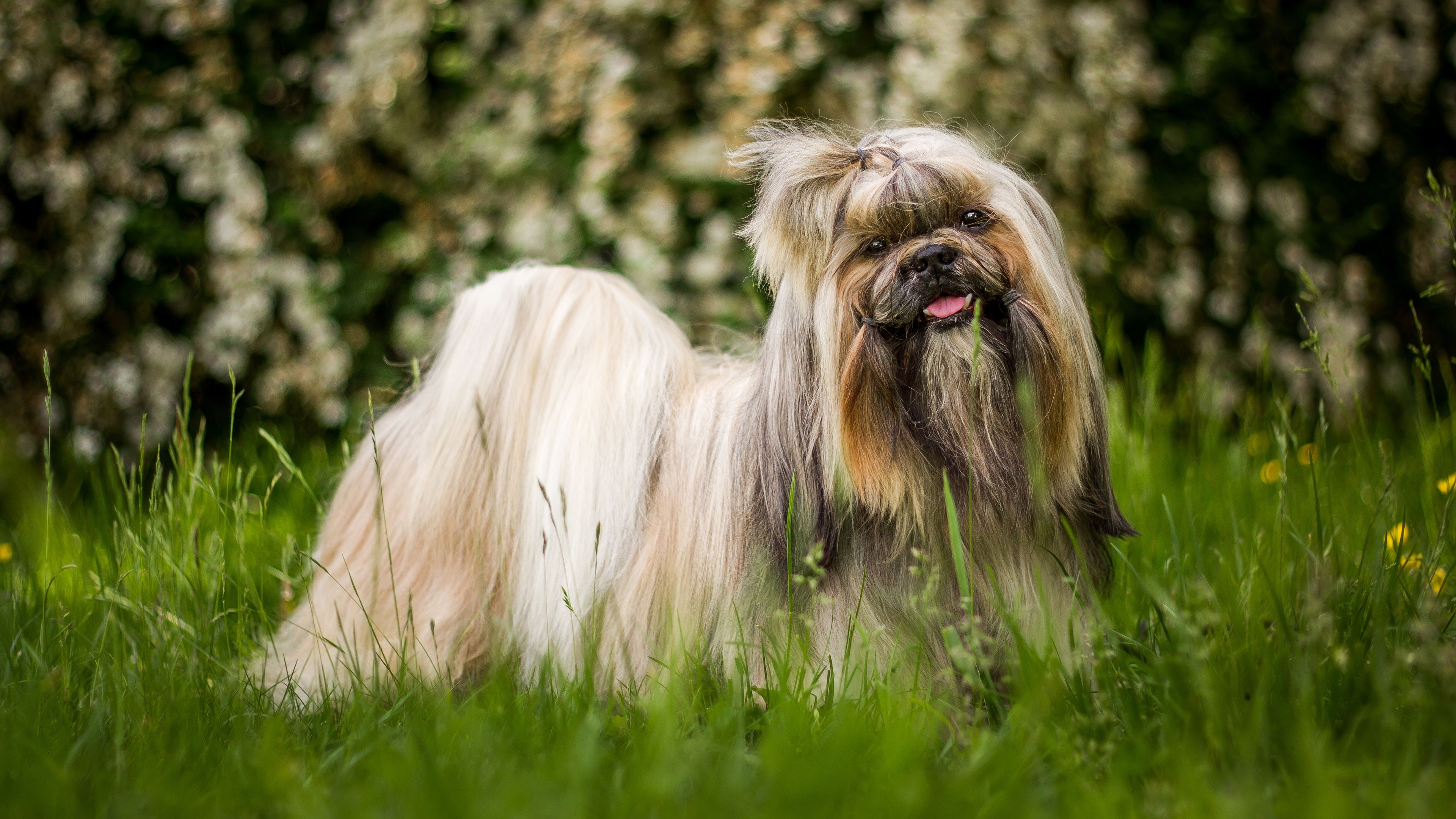 Shih Tzu Wallpaperteahub.io