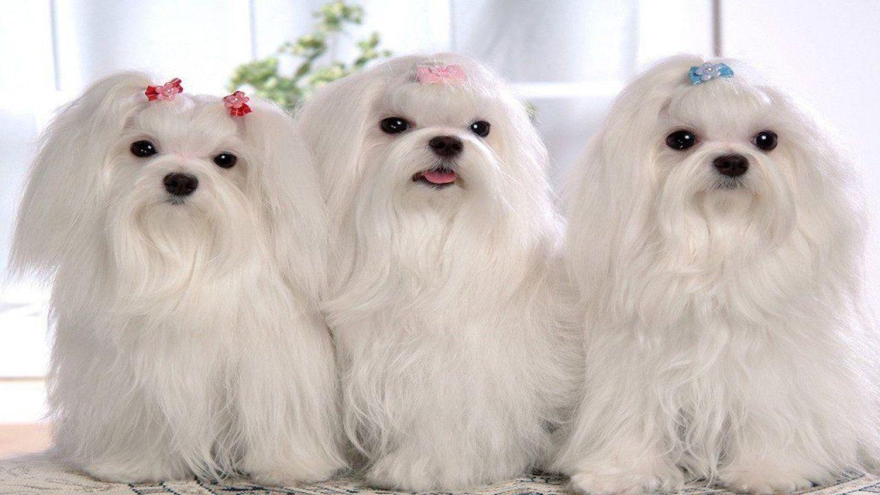 Shih Tzu Dogs Wallpapers - Wallpaper Cave