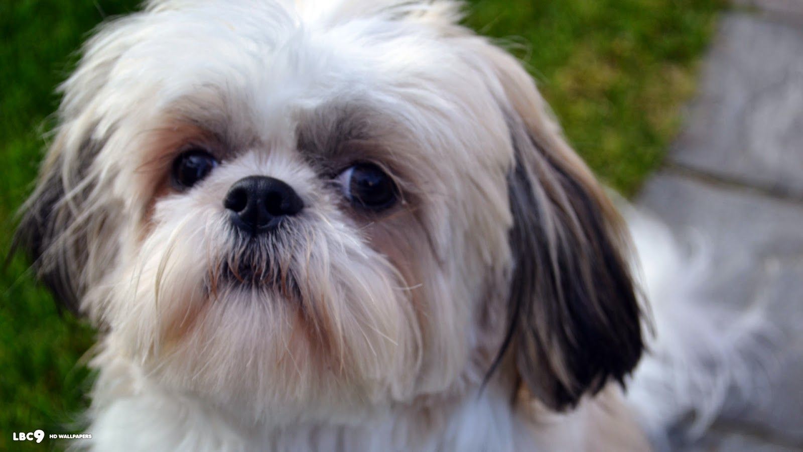 Shih Tzu Dogs Wallpapers - Wallpaper Cave