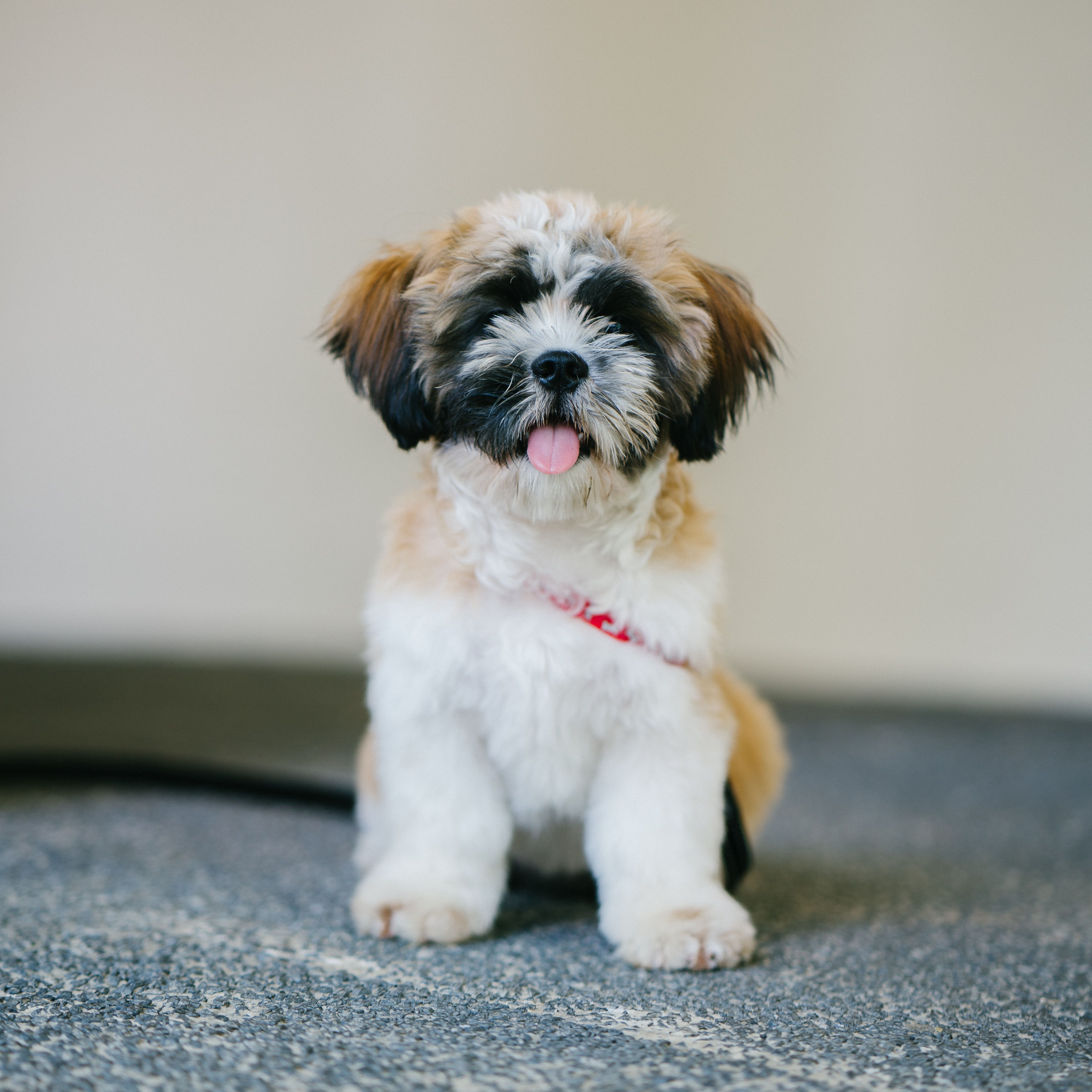 White, Brown, and Black Shih Tzu Puppy .pexels.com