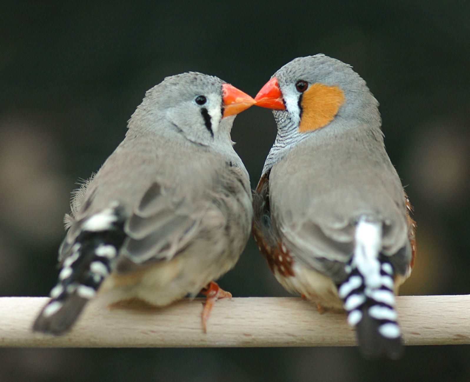 фото птиц парами