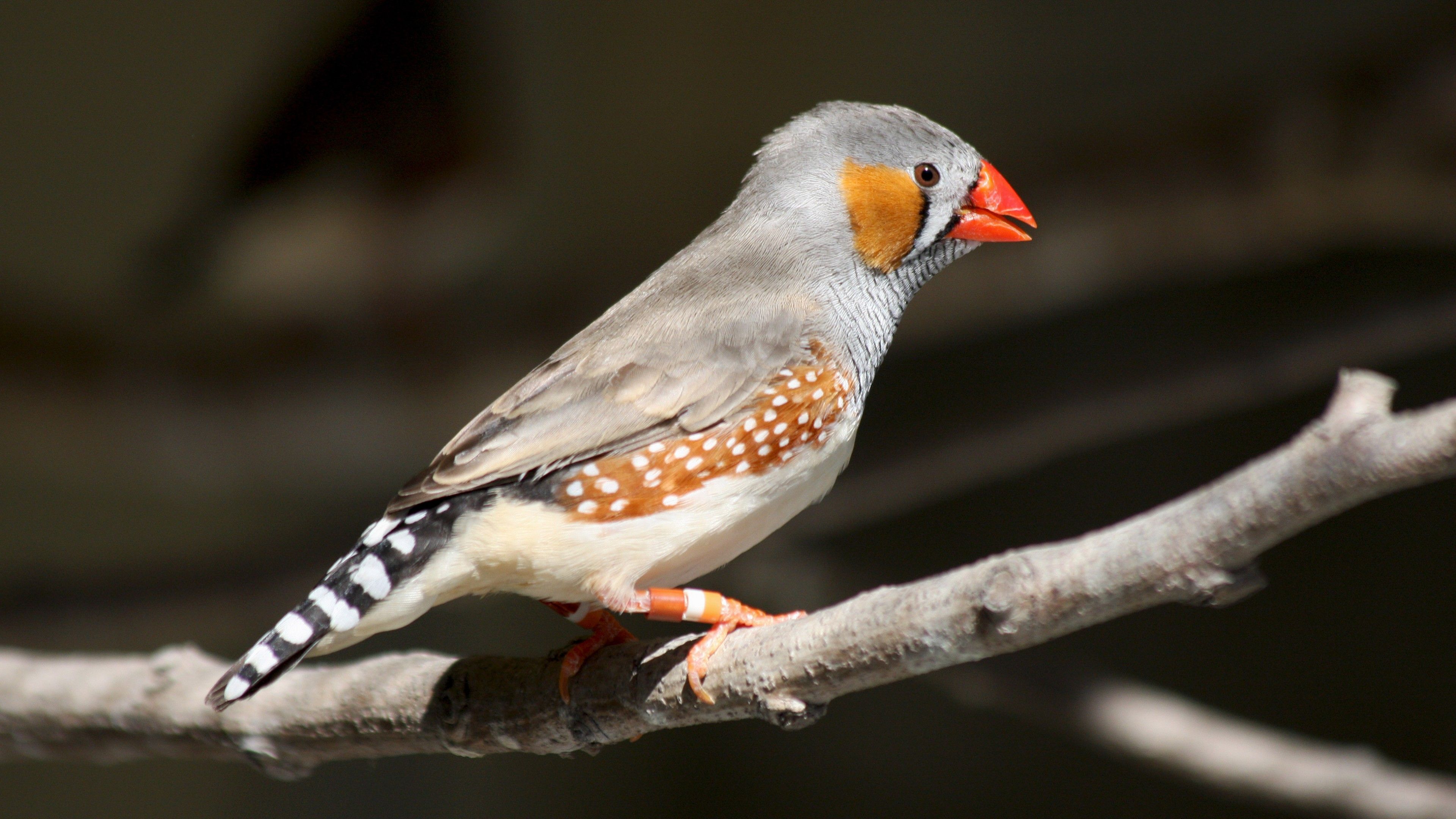 Zebra Finch Wallpapers - Wallpaper Cave