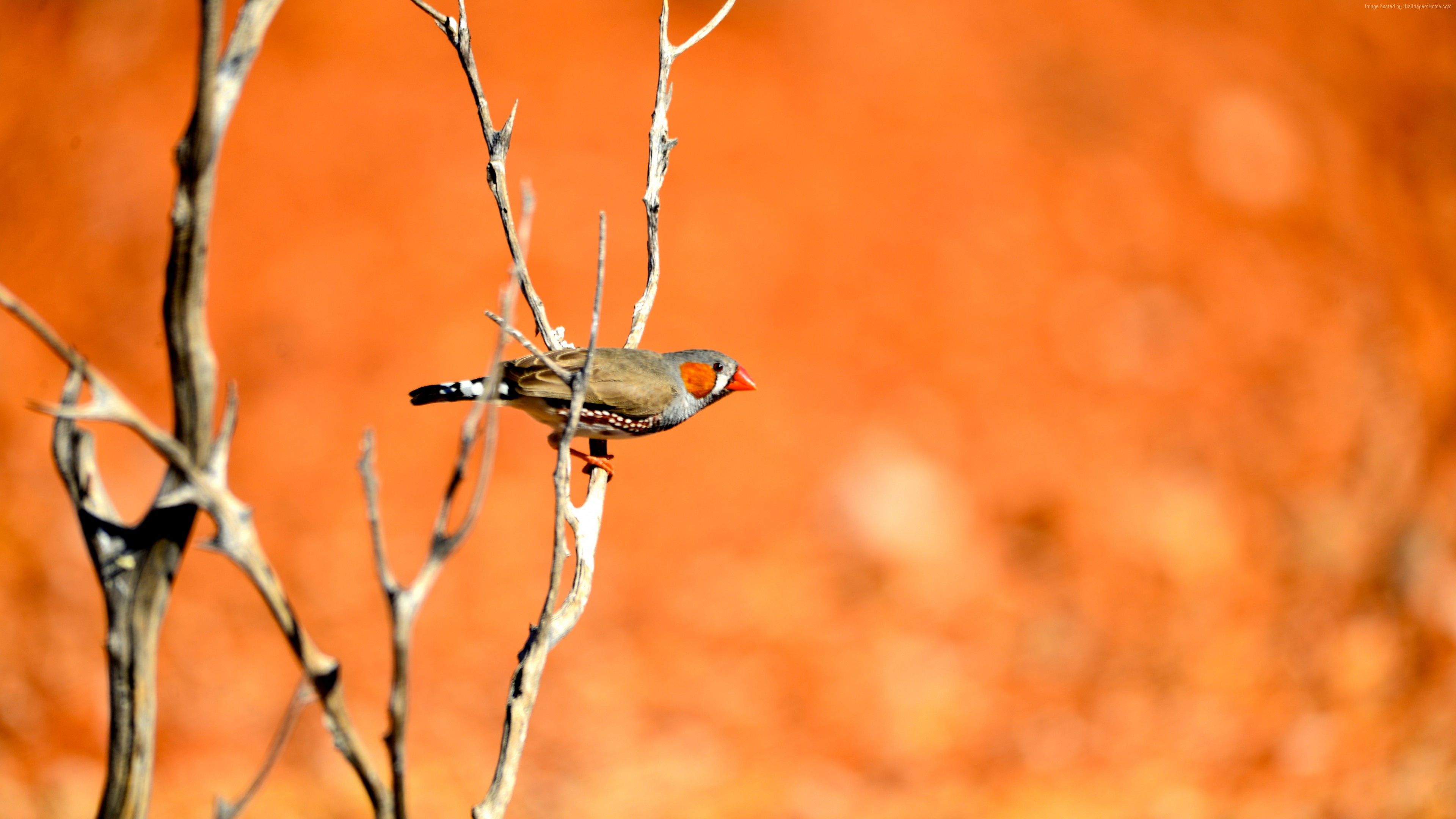 Zebra Finch Wallpapers Wallpaper Cave