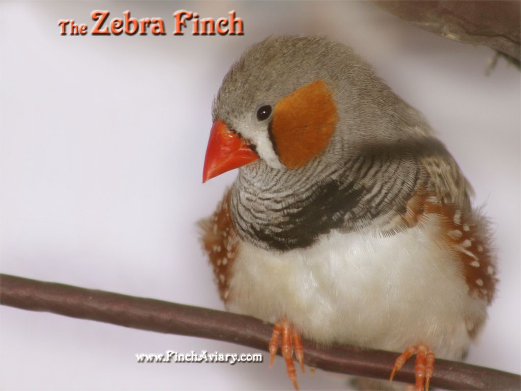 Zebra Finch Wallpapers Wallpaper Cave