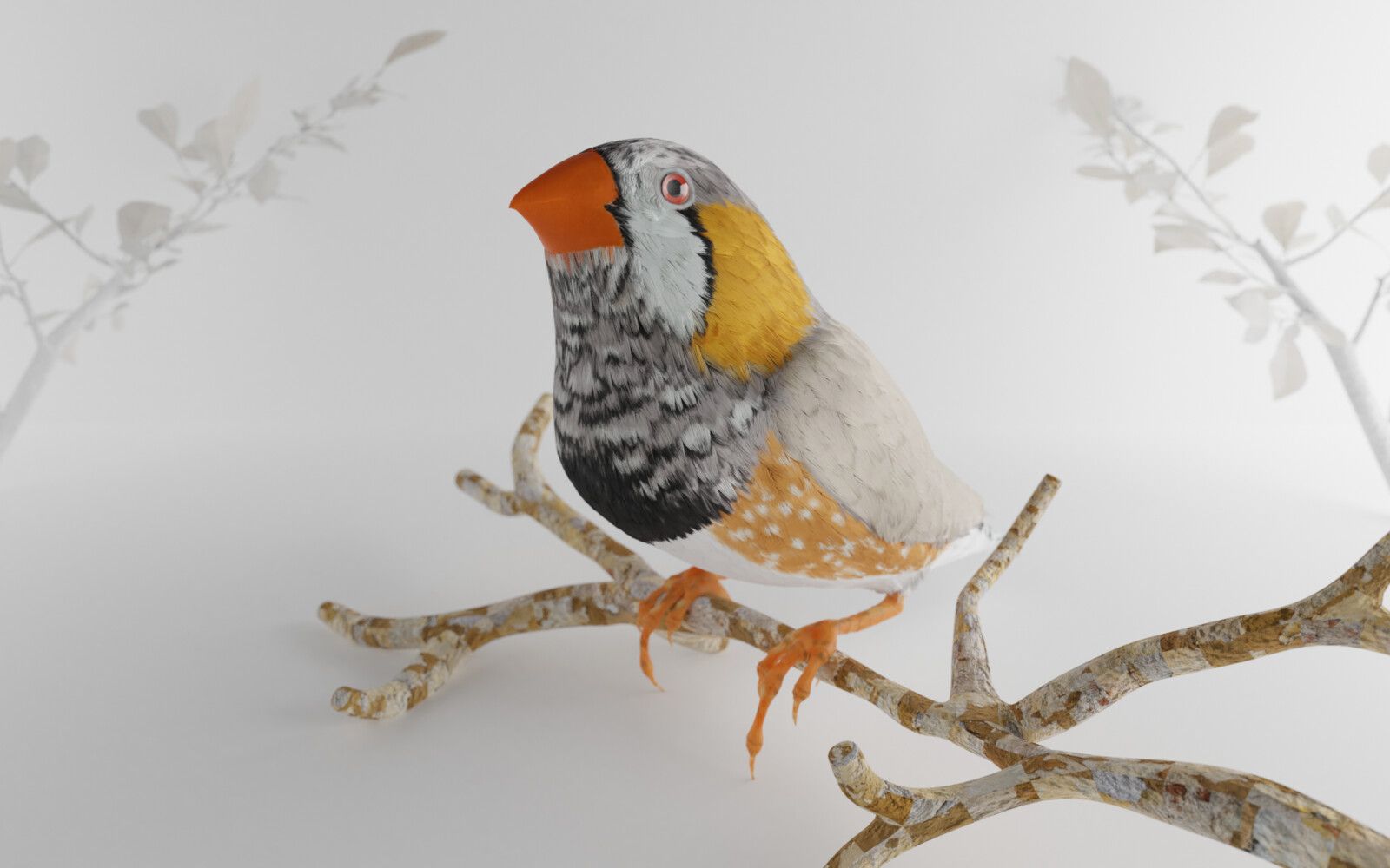 Zebra Finch Wallpapers Wallpaper Cave