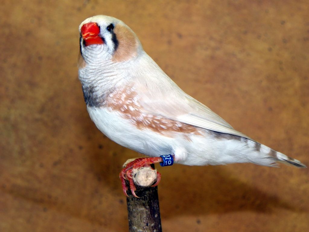 Zebra Finch Wallpapers - Wallpaper Cave