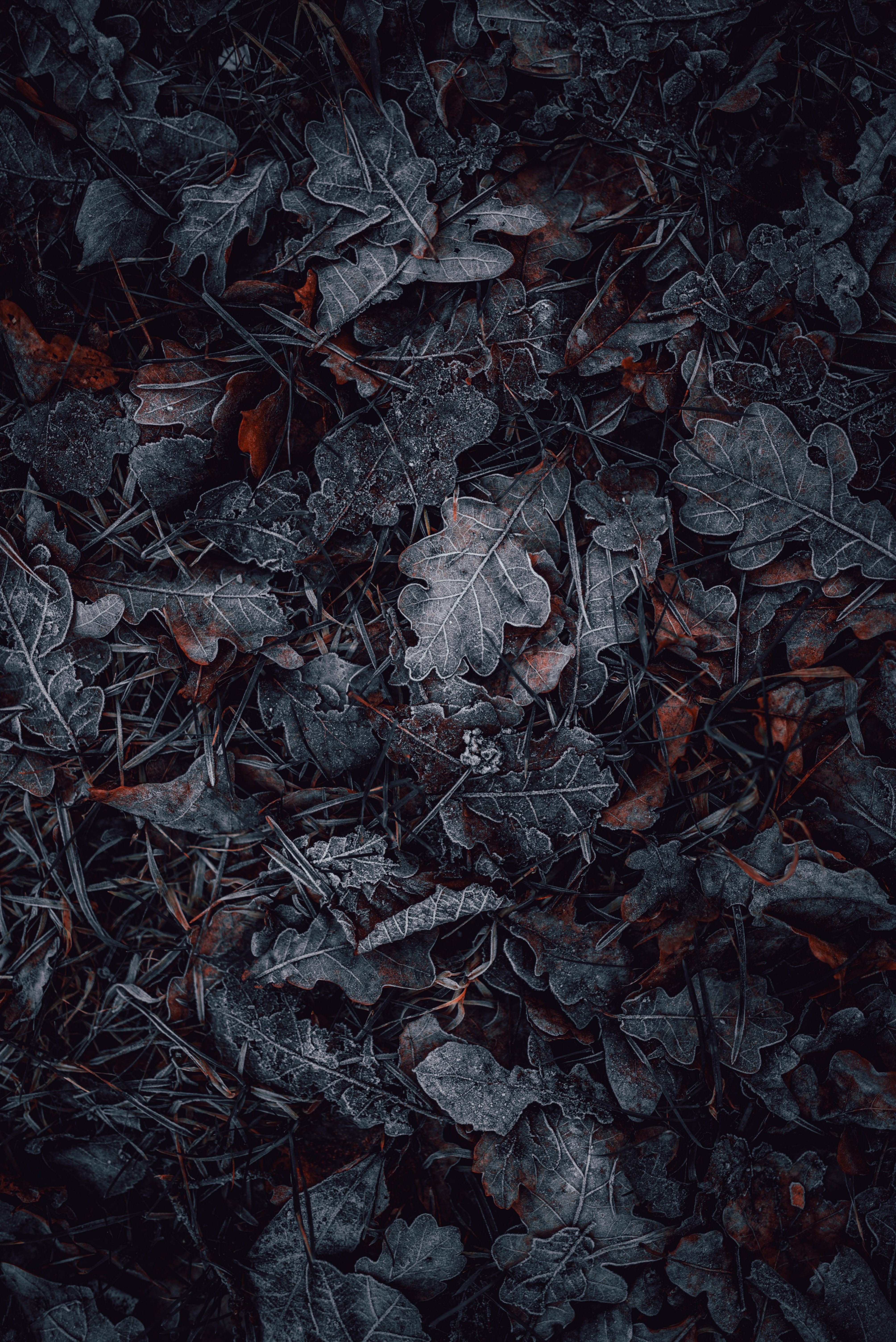 Leaves Wallpaper 4K, Frozen, Dark, Winter, Night, Cold, Photography