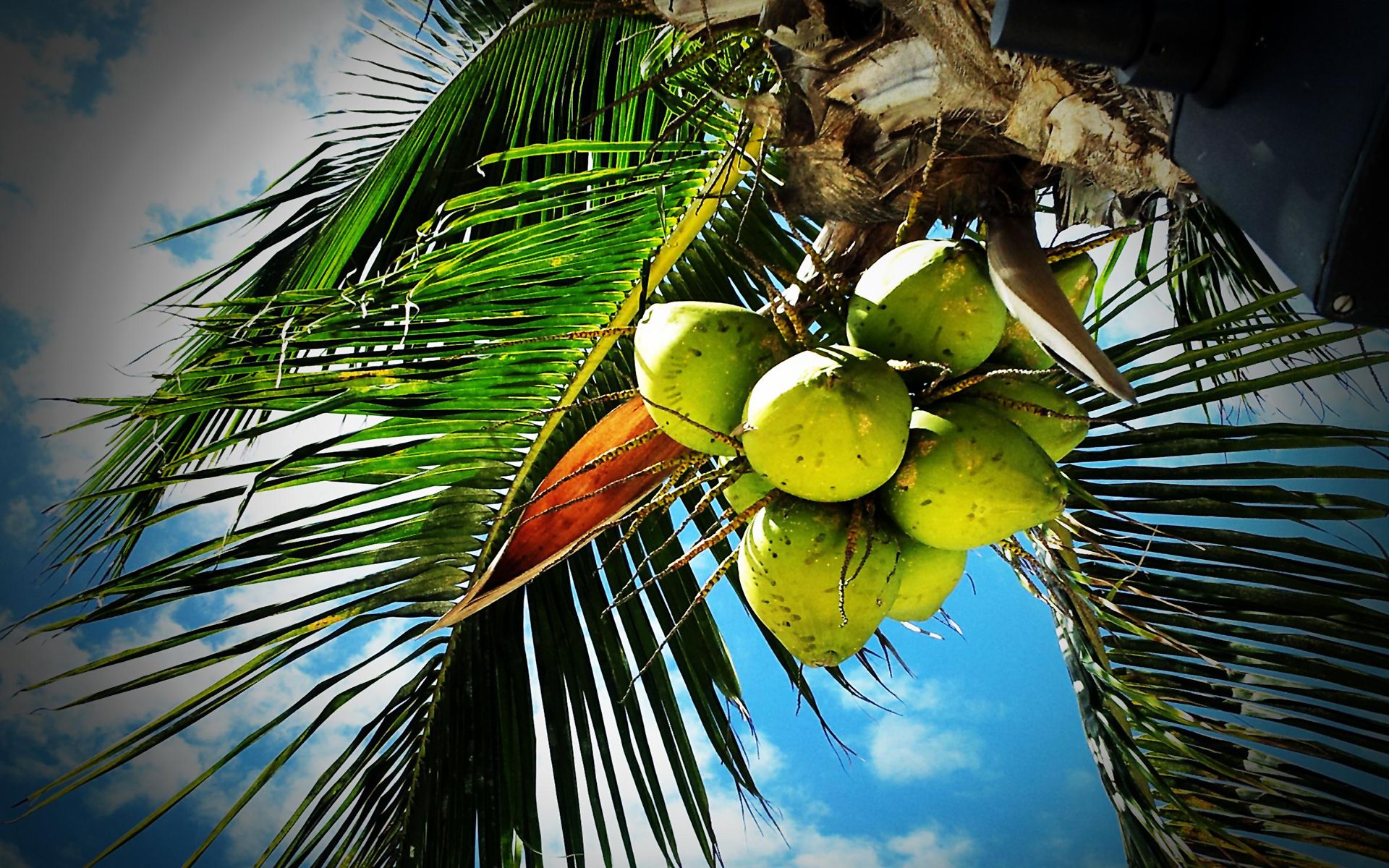 Coconut palm -themes.com
