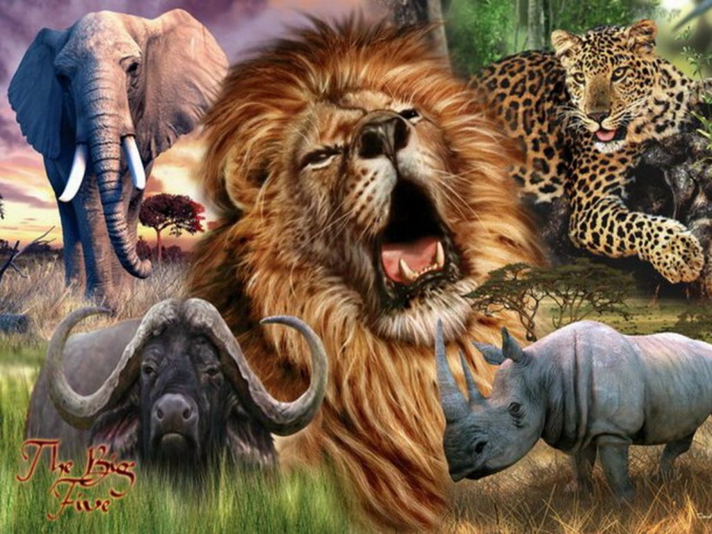 Big five ideas. africa, big, african animals