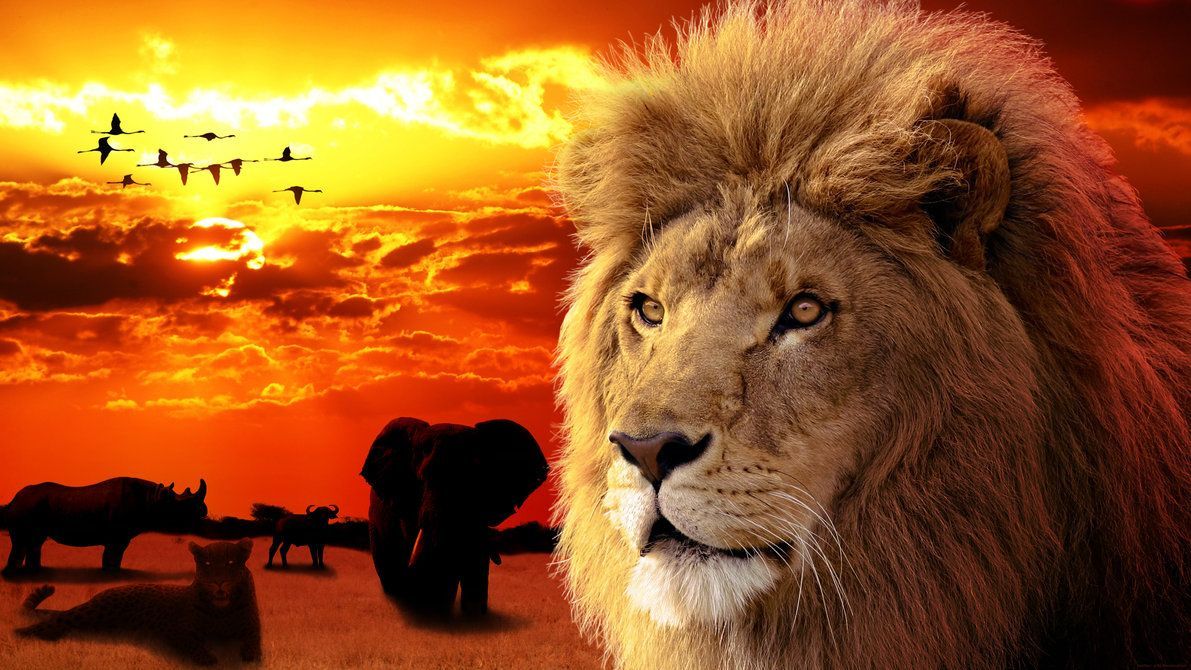The Big Five!. This Is Africa .com.au