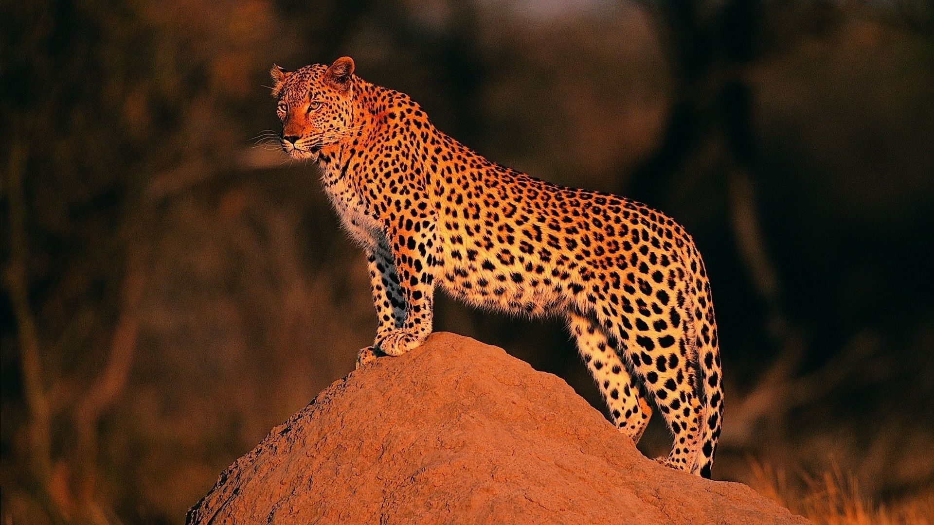 image leopard Big cats animal 1920x10801zoom.me