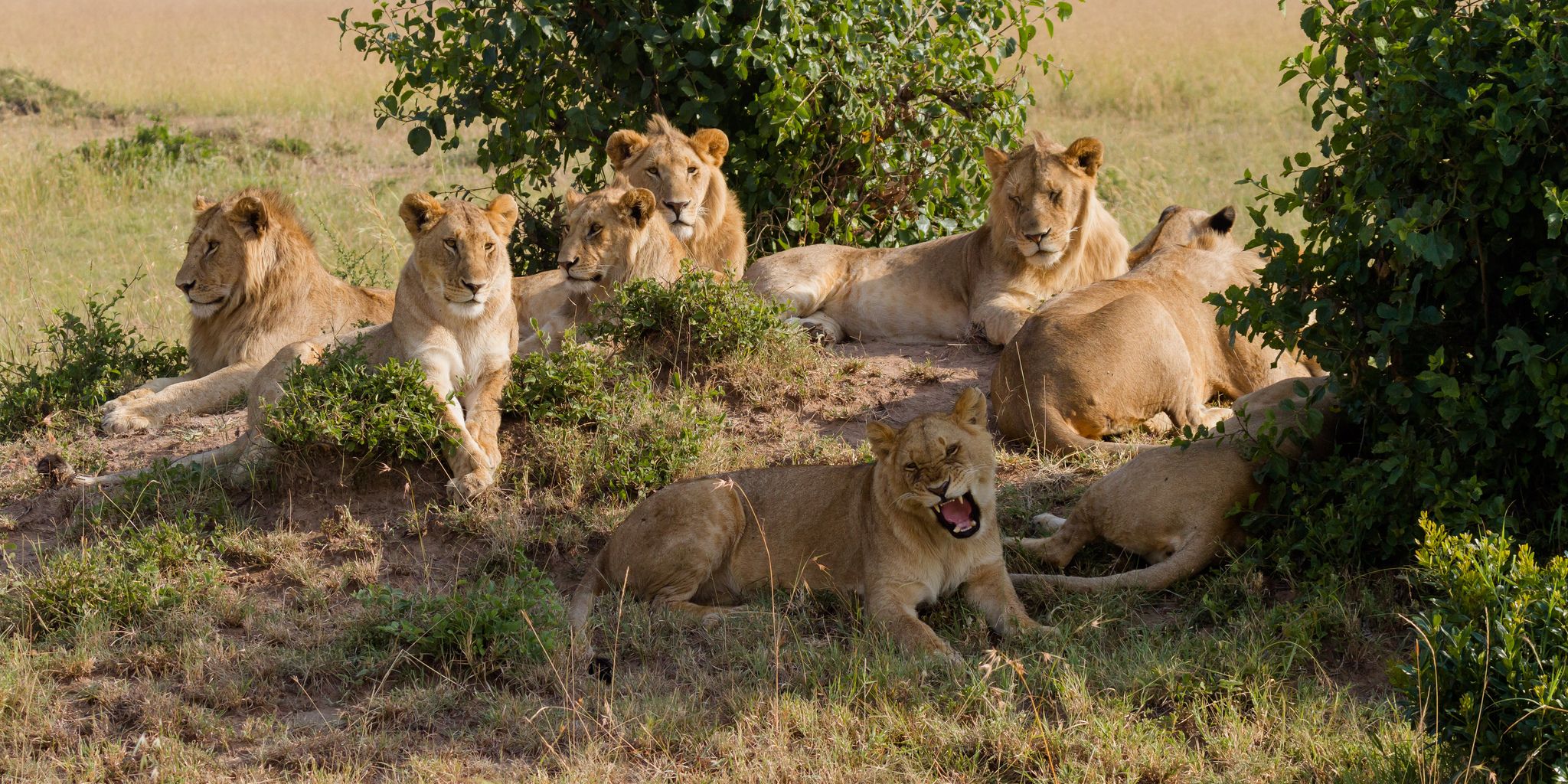 Big 5 Safari Animals. What are Africa .africanbudgetsafaris.com