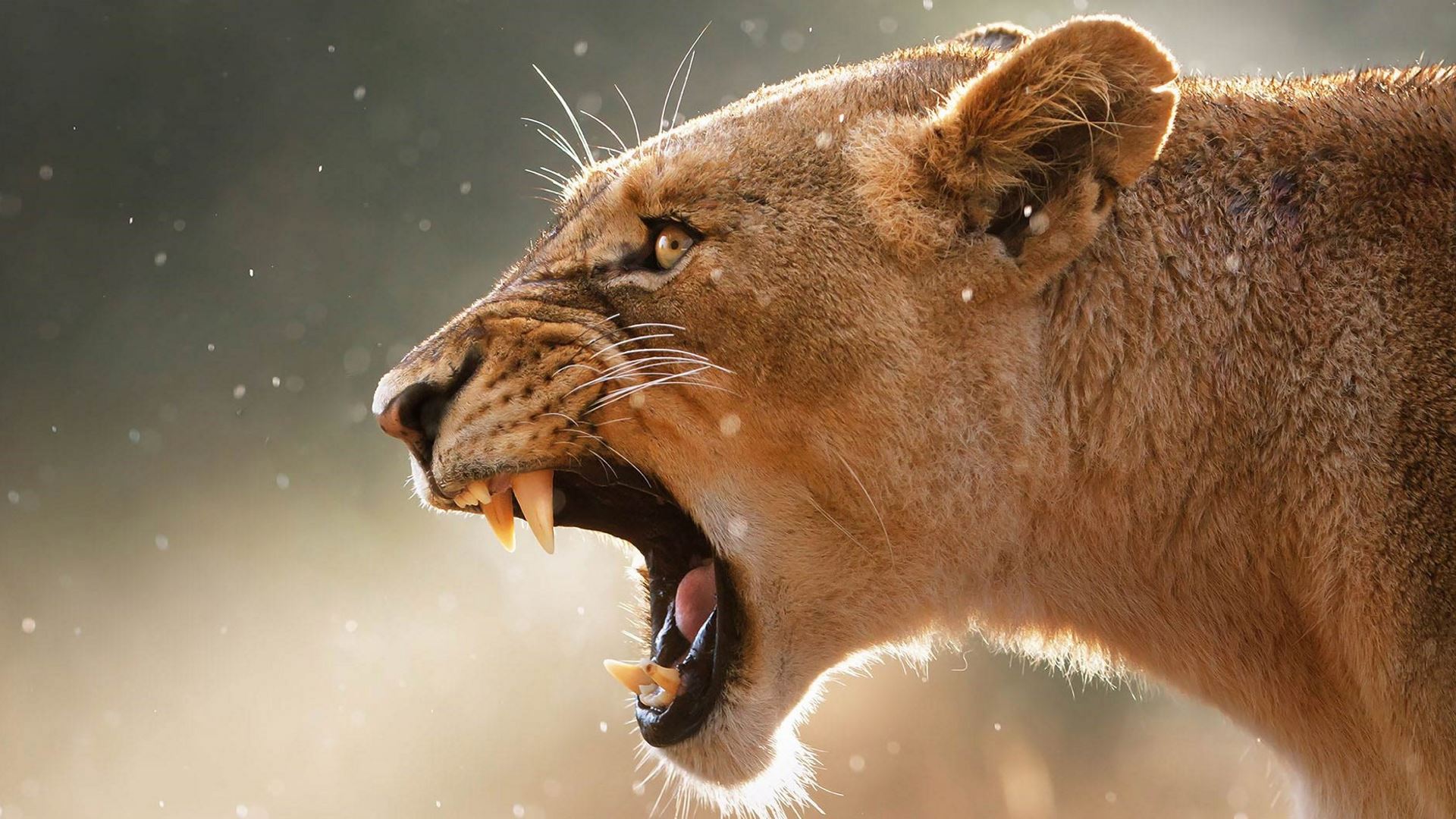 Big Five South Africa Lion Manyeleti .bushscapes.co.za