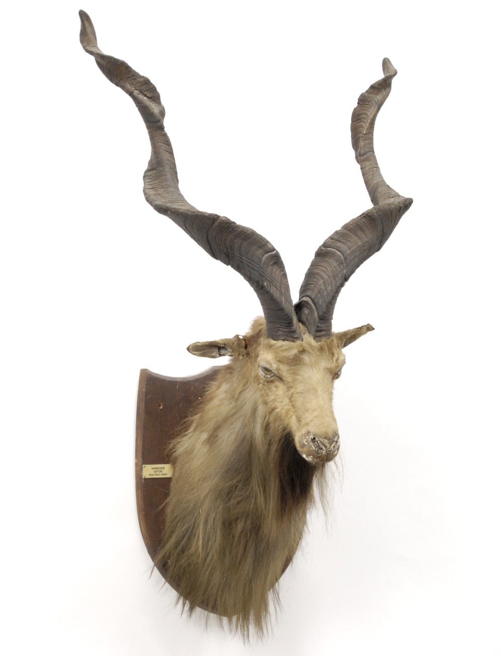 Markhor Wallpapers - Wallpaper Cave