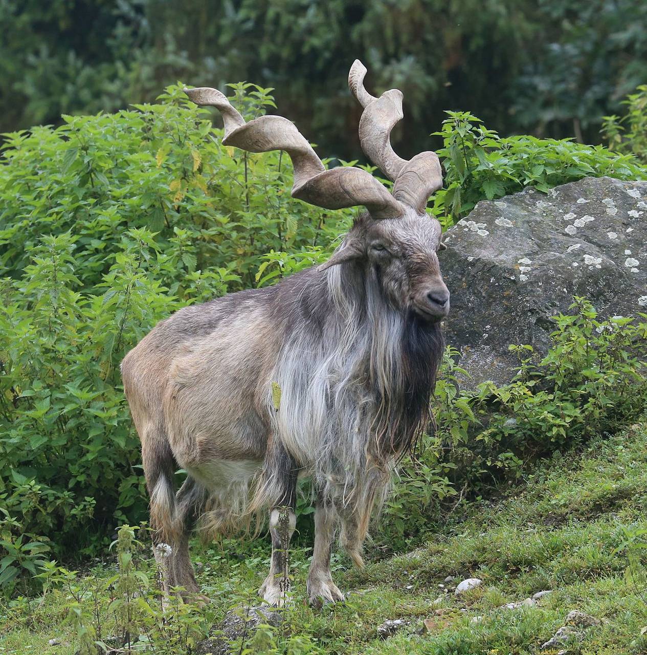 markhor-wallpapers-wallpaper-cave