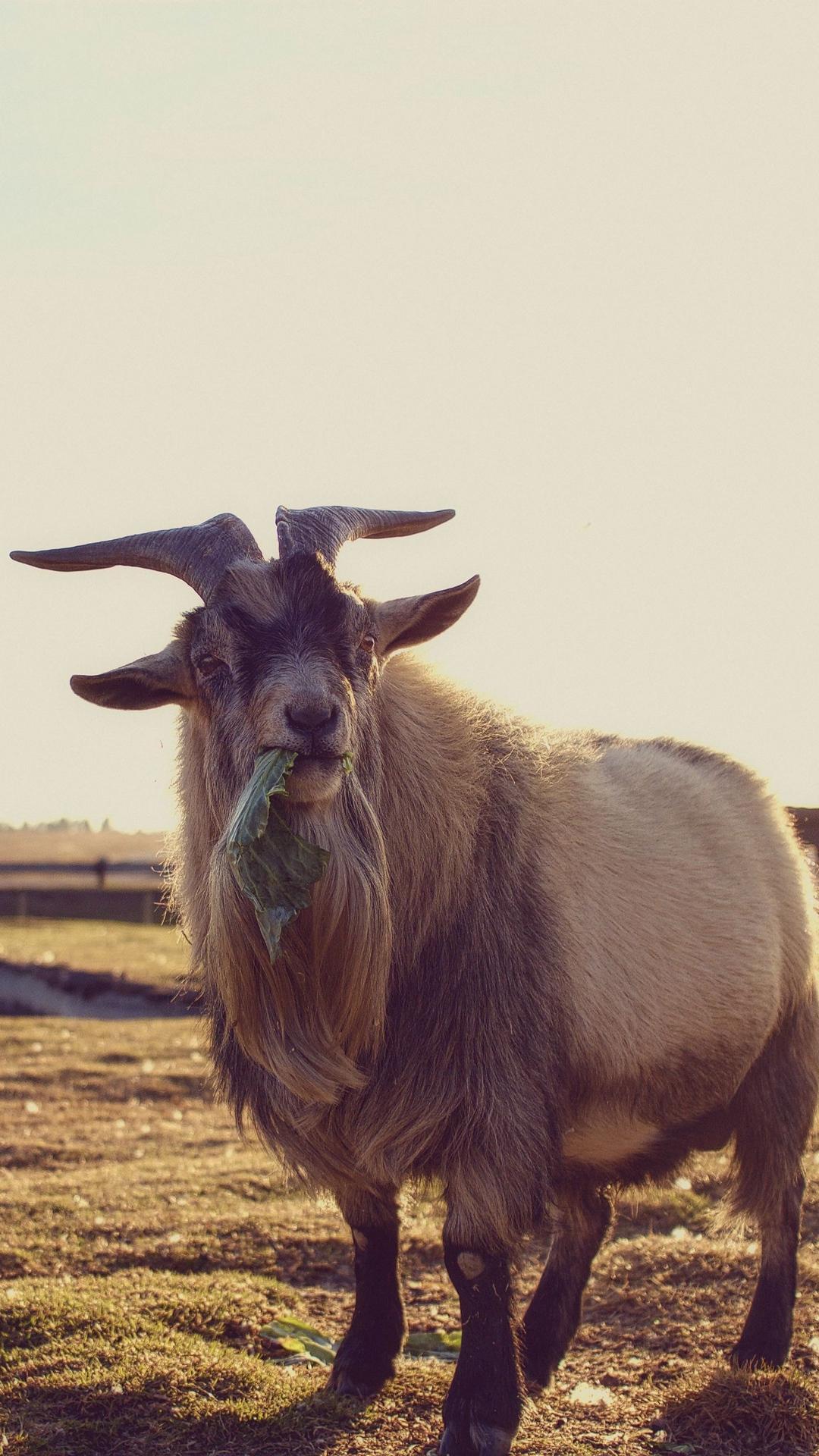 Goat HD Wallpaper for Android .apkpure.com