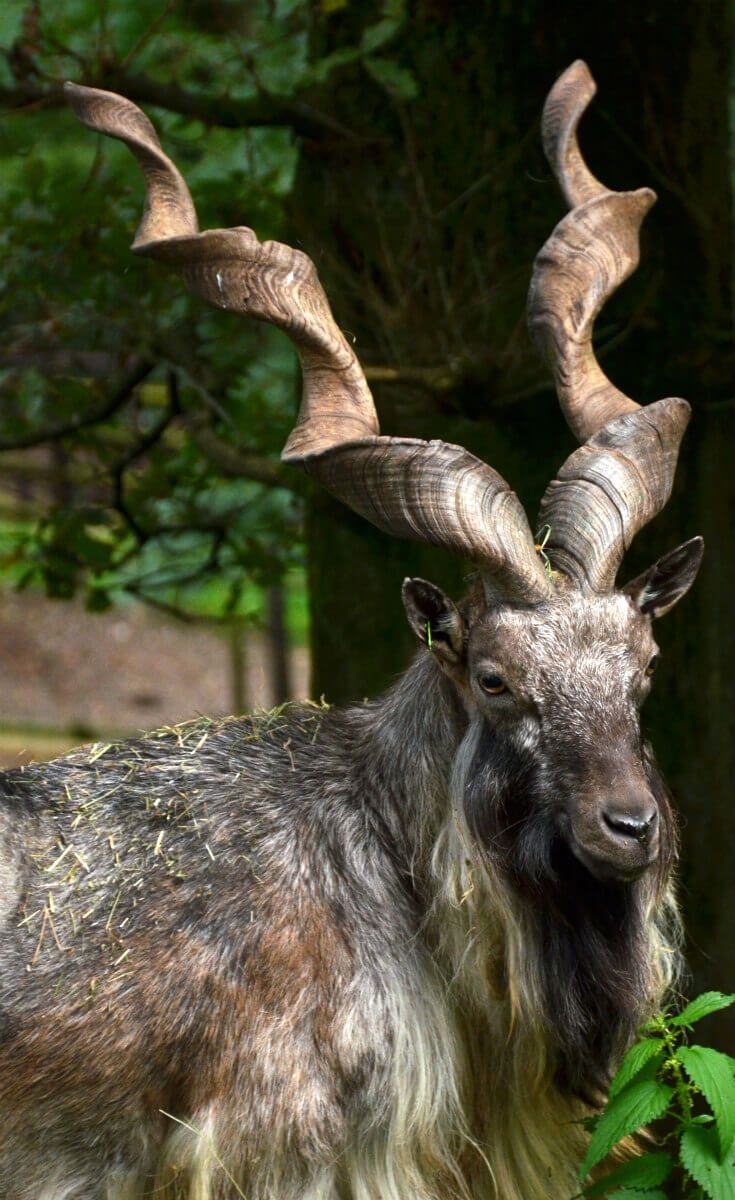 Markhor Wallpapers - Wallpaper Cave