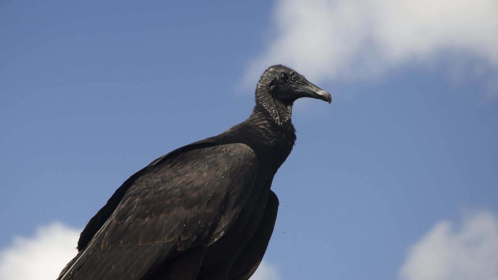 Vulture Droppings Are Ruining CBP .newsweek.com