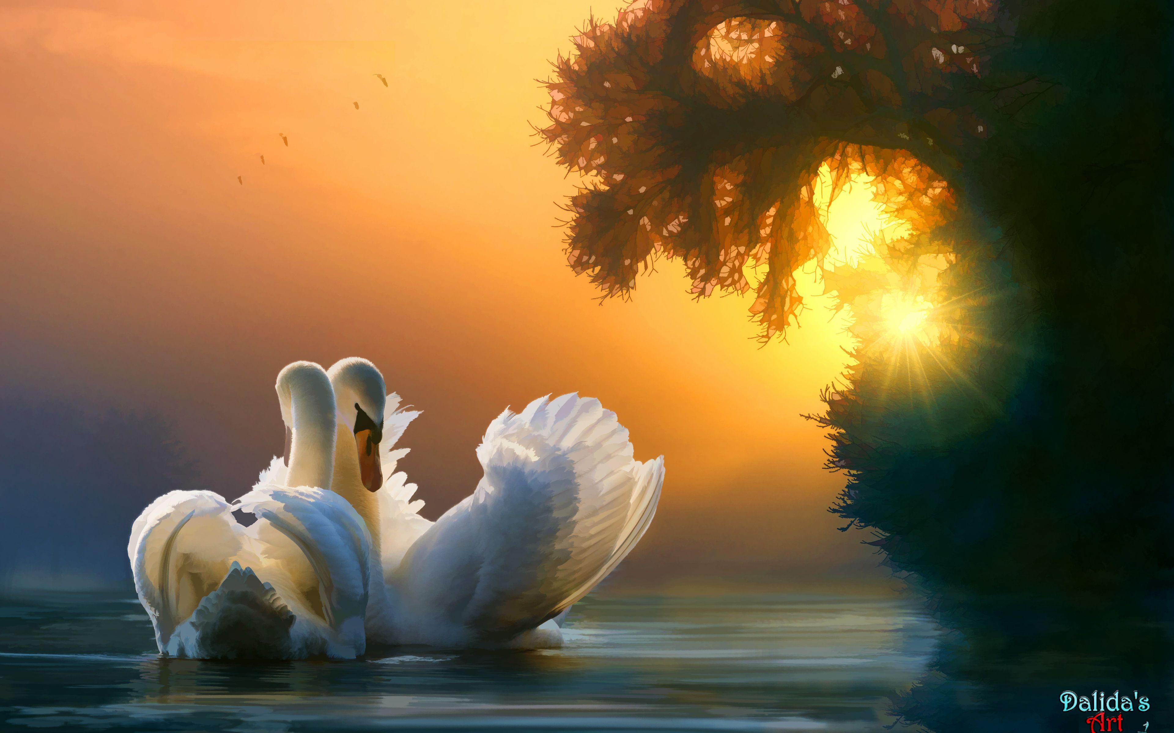 Swan Couple 4K , HD 4k