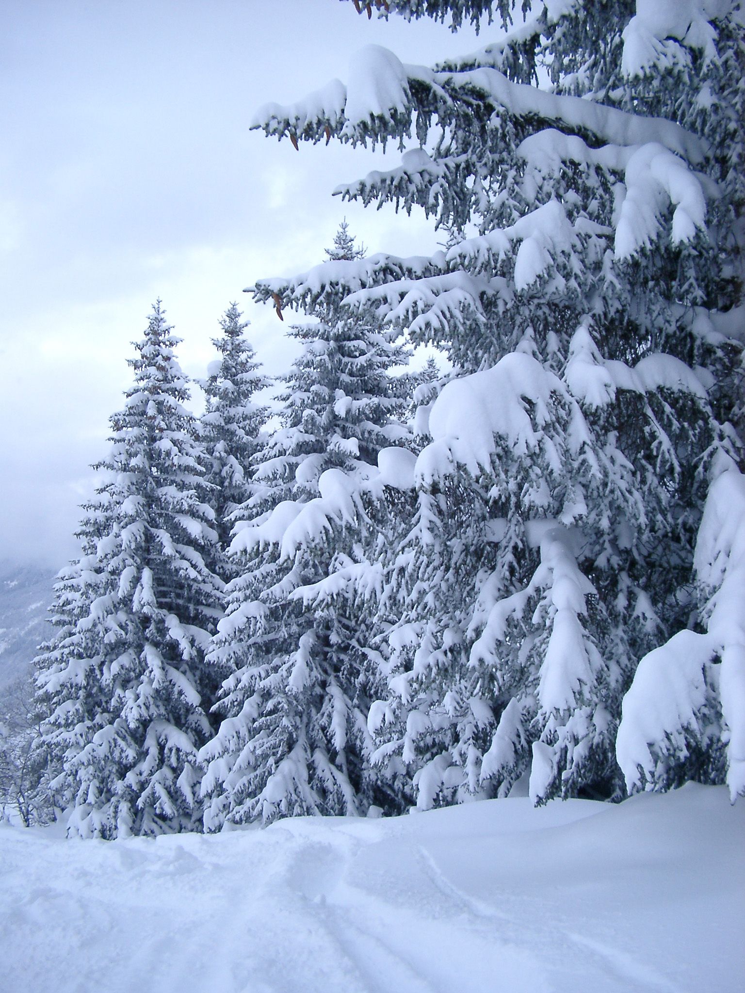 Plenty Tall Fir Trees .photoeverywhere.co.uk