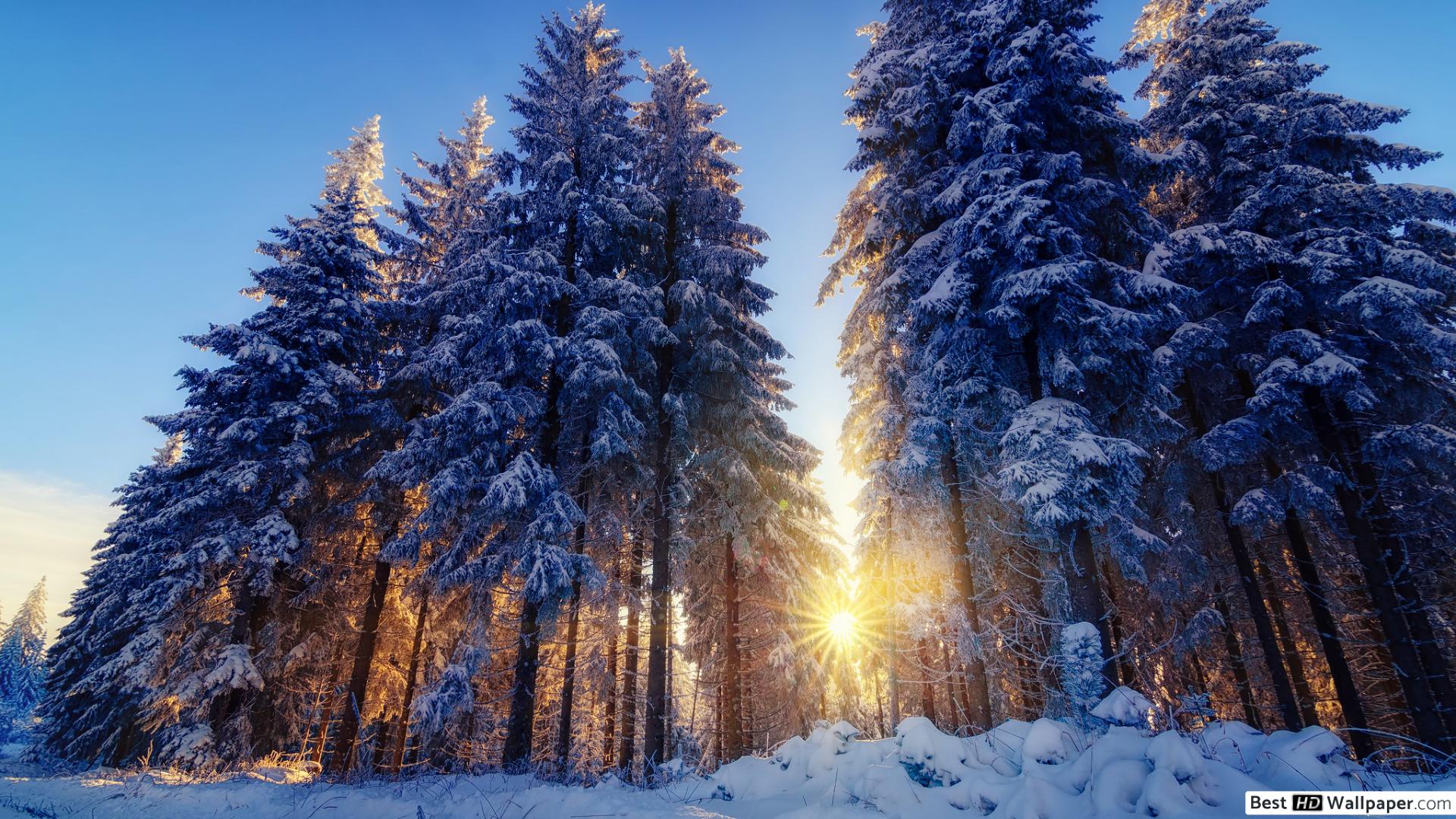 Tall Trees in Winter Forest 2K wallpaper download
