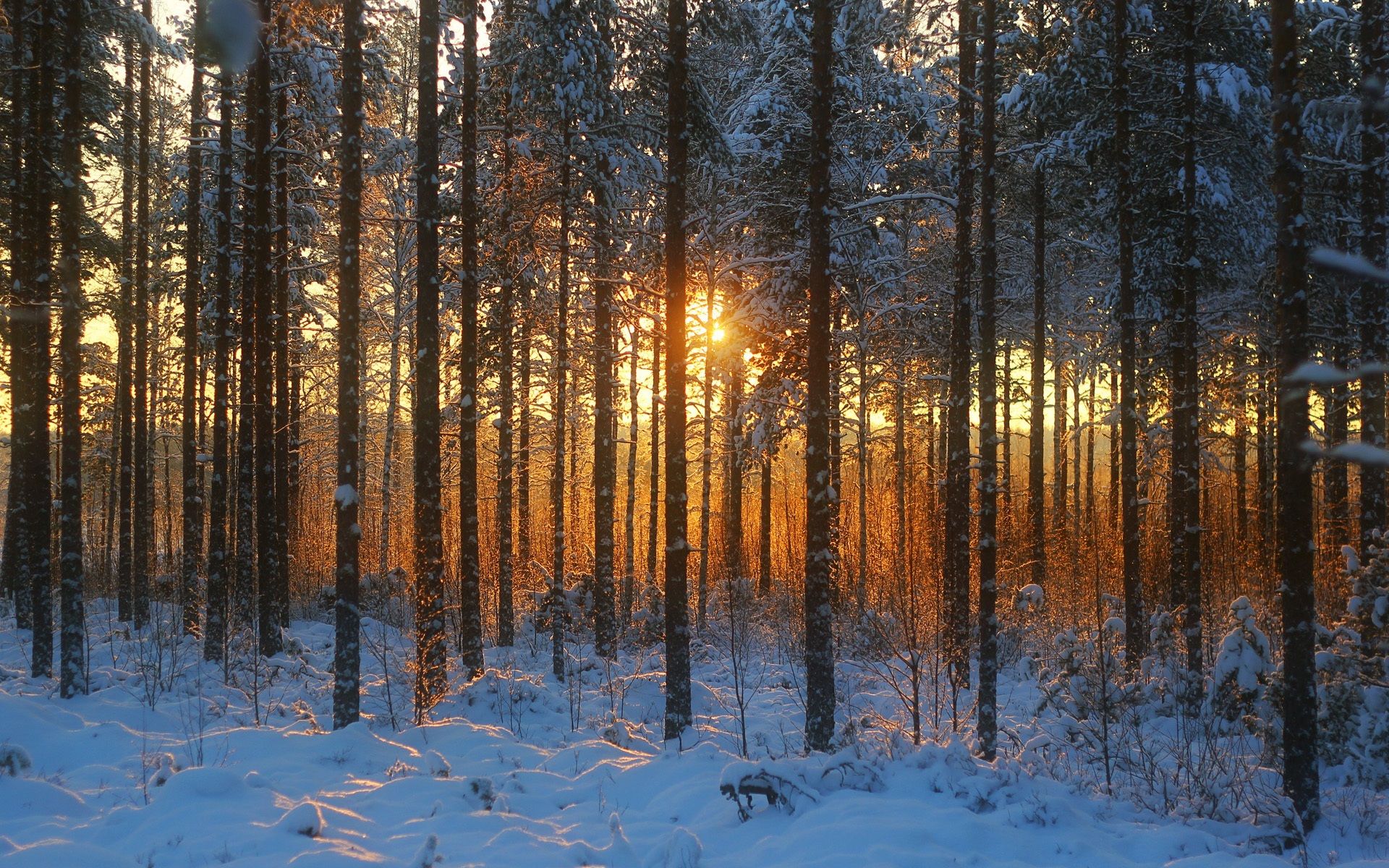 Wallpaper Winter Forest, Sunset, Snow .best Wallpaper.net