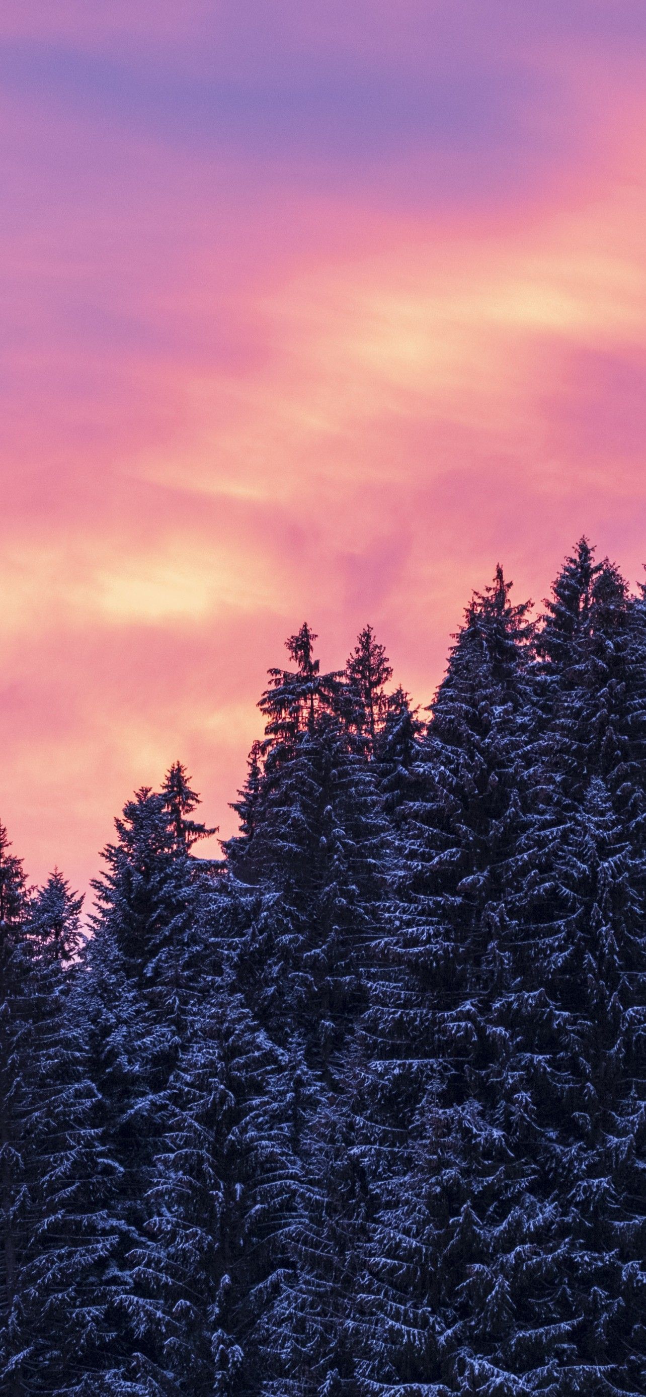 Snow covered Wallpapers 4K, Tall Trees, Sunset, Afterglow, Winter, Nature,