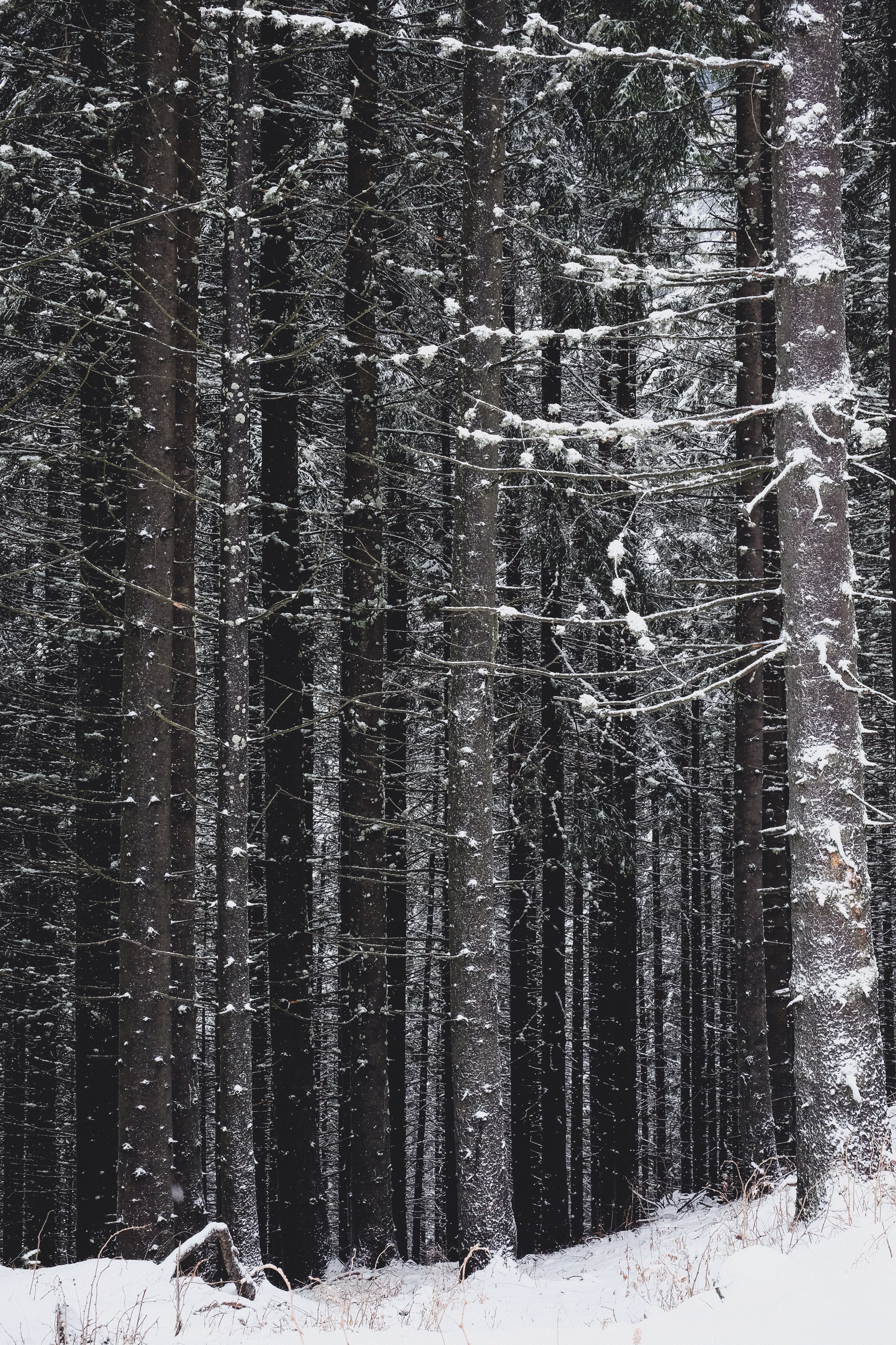 tall trees covered in snow on a windy .wallpapercrafter.com