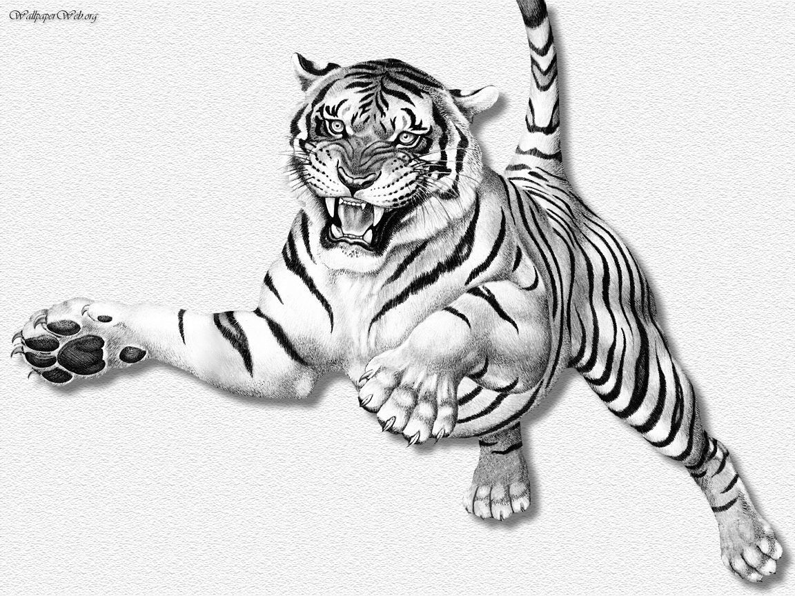 Tiger Leaping Erc. Tiger drawing, Tiger picture, Tiger art