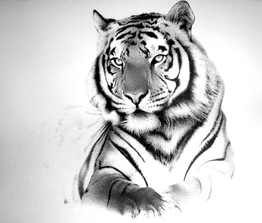 Premium Vector  Tiger face sketch hand drawn in doodle style vector  illustration