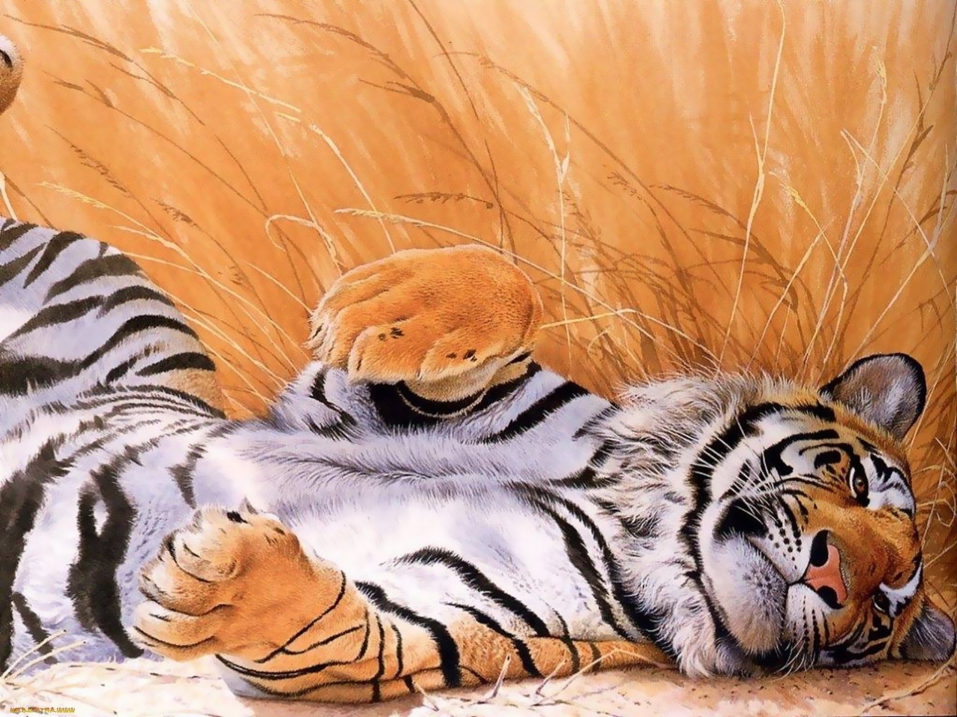 Tiger Drawing Wallpaper Wallpapermillion Wallpaper.com