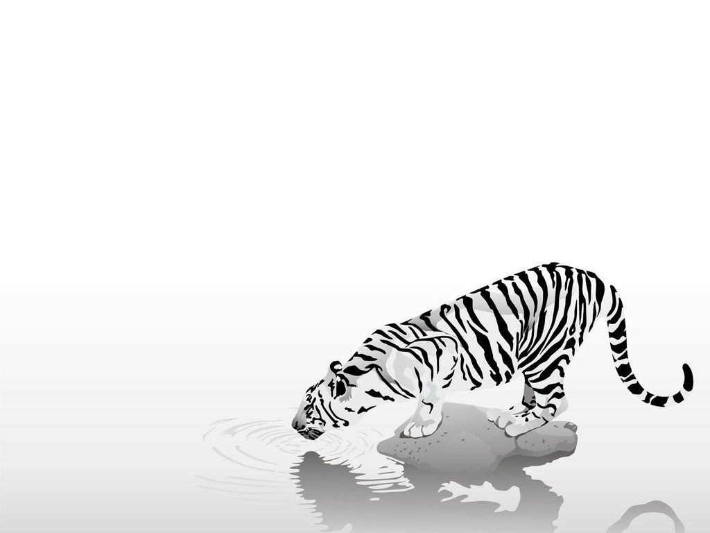 Tiger Drinking Water Drawing .teahub.io