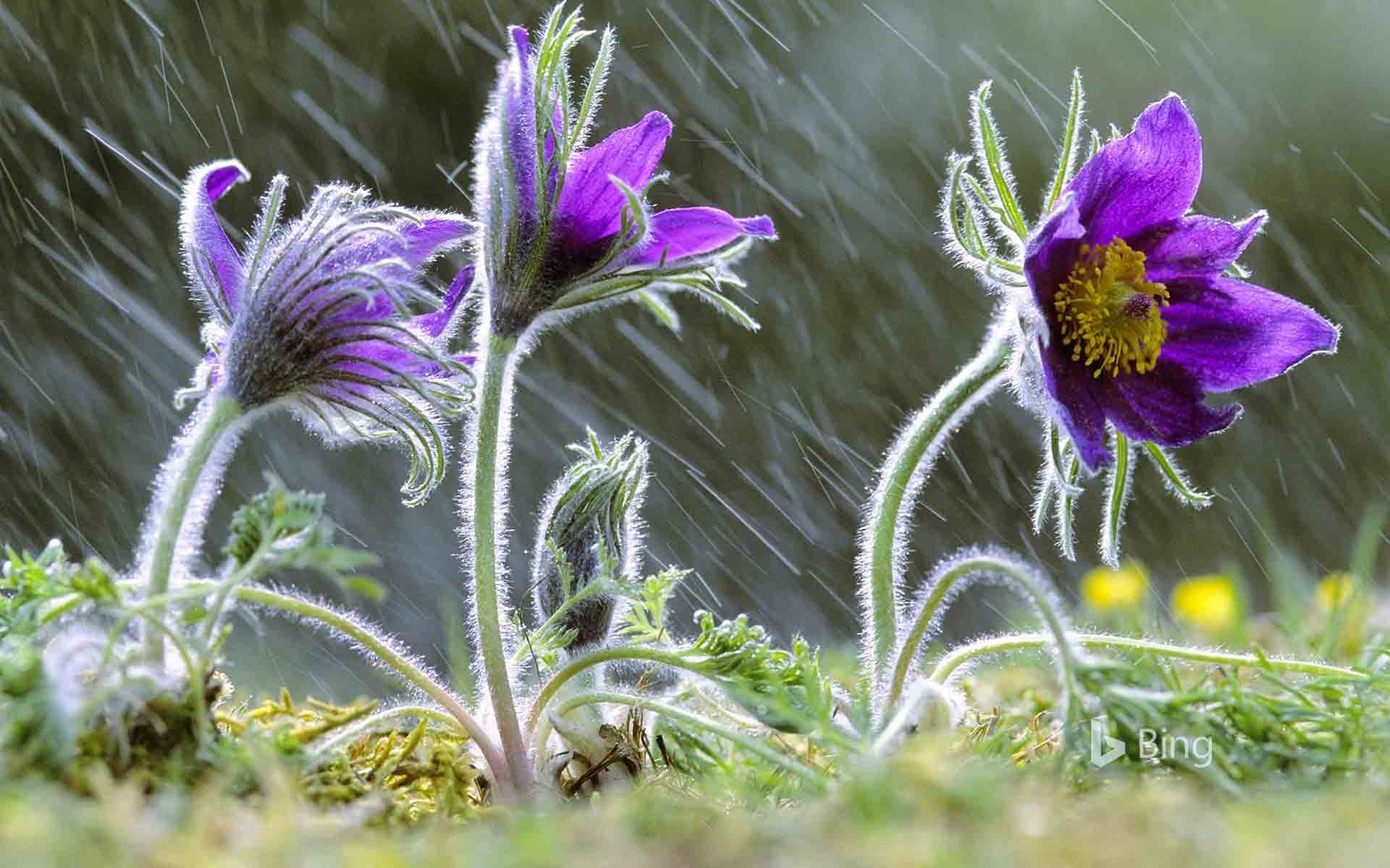 Pulsatilla vulgaris flowers in rain .sonurai.com