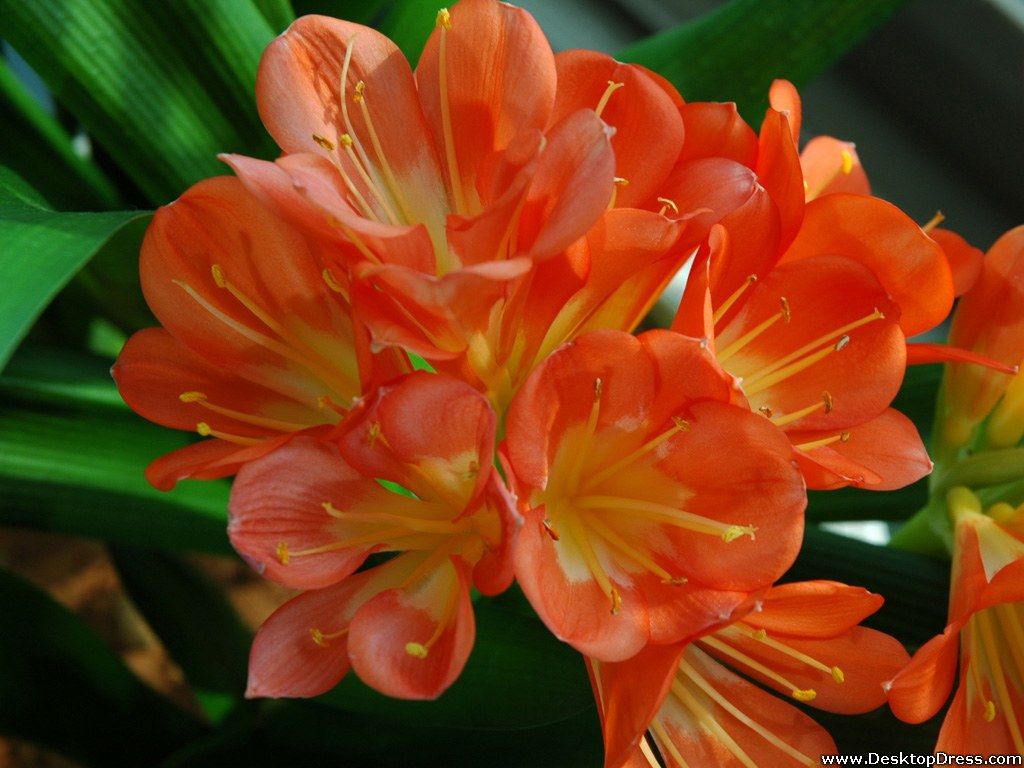 Orange Flower Desktop Wallpaperwalpaperlist.com