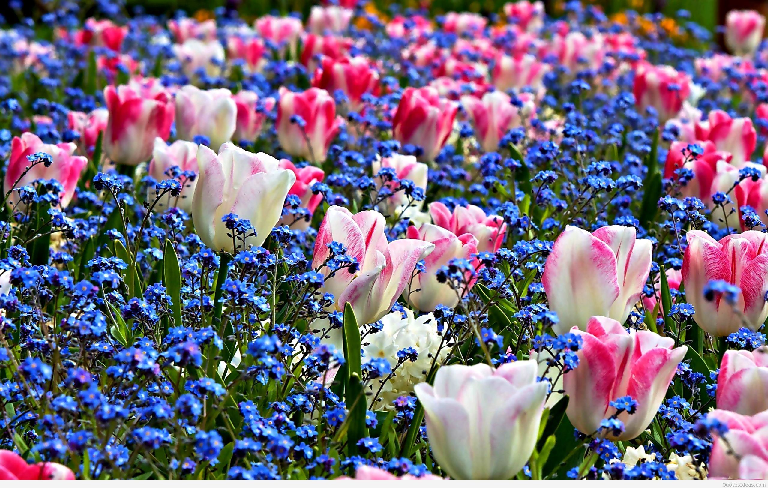 Awesome Spring wallpaper photo .favopicture.blogspot.com