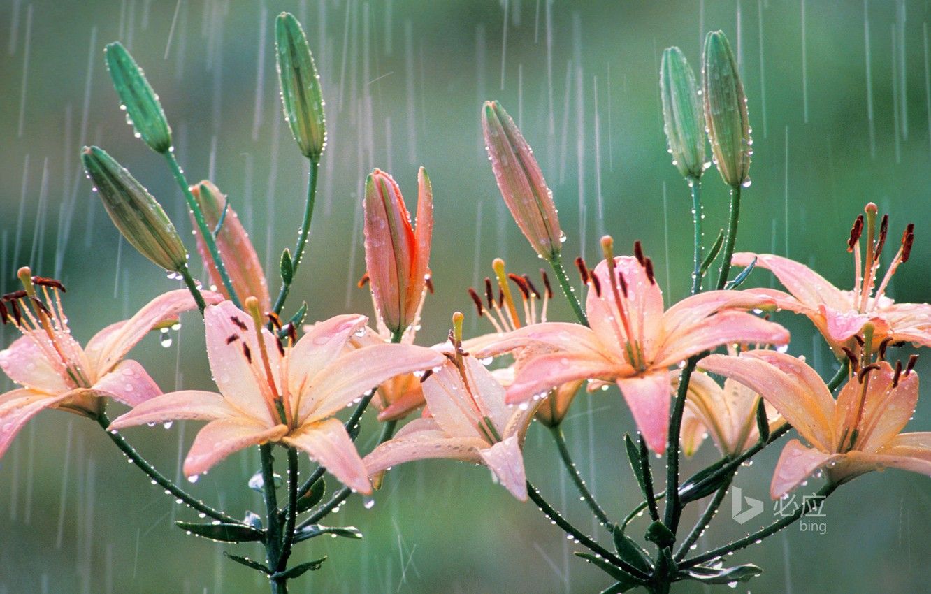 Photo Wallpaper Nature, Rain, Lily .itl.cat