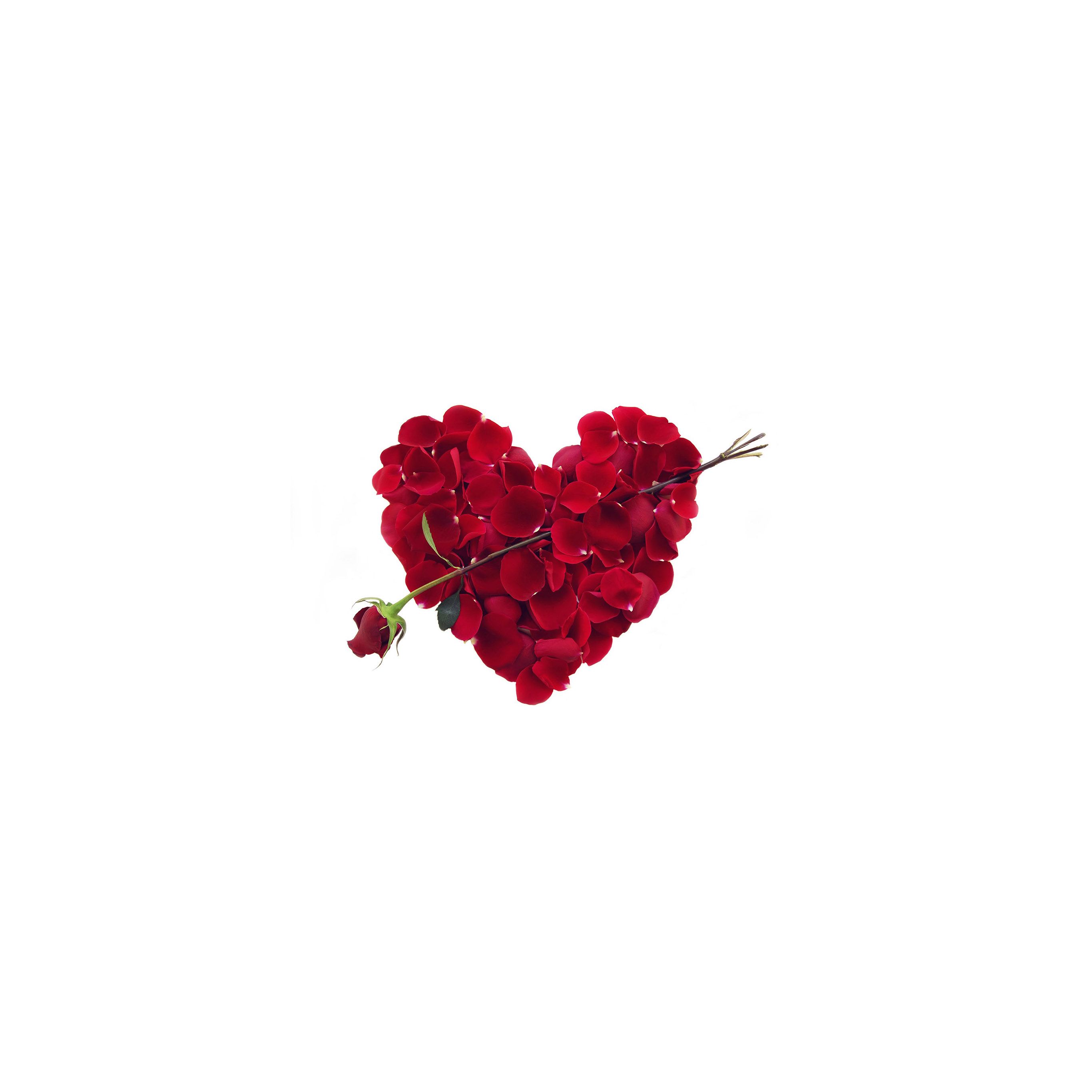 Minimal Rose Wallpaperwalpaperlist.com